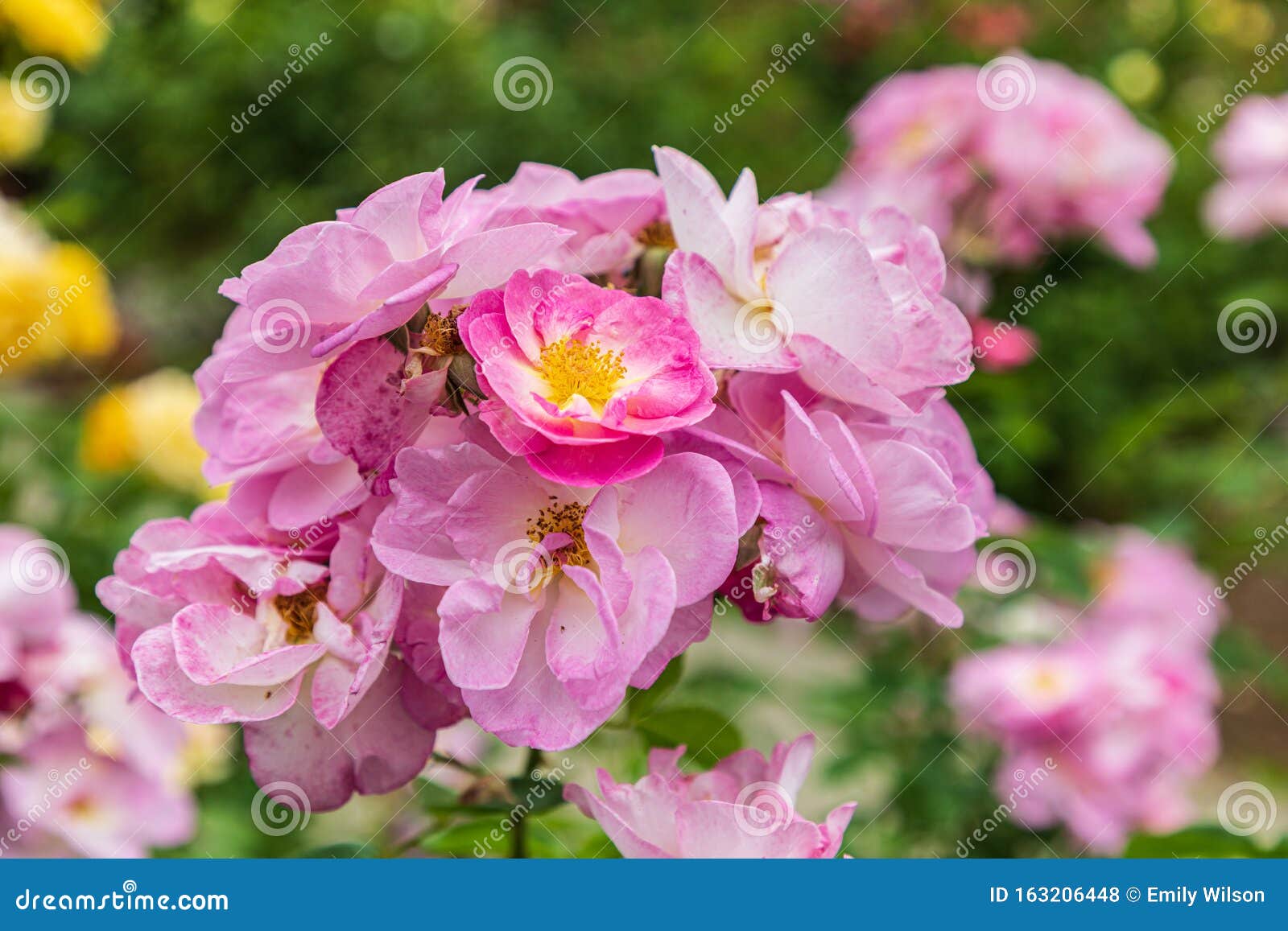 Roses in a garden stock photo. Image of farmers, colours - 163206448