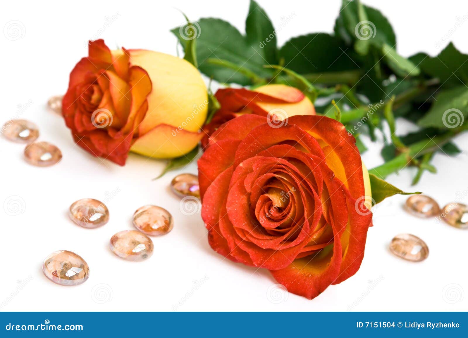 Roses and glass stones stock photo. Image of petal, flowers 7151504