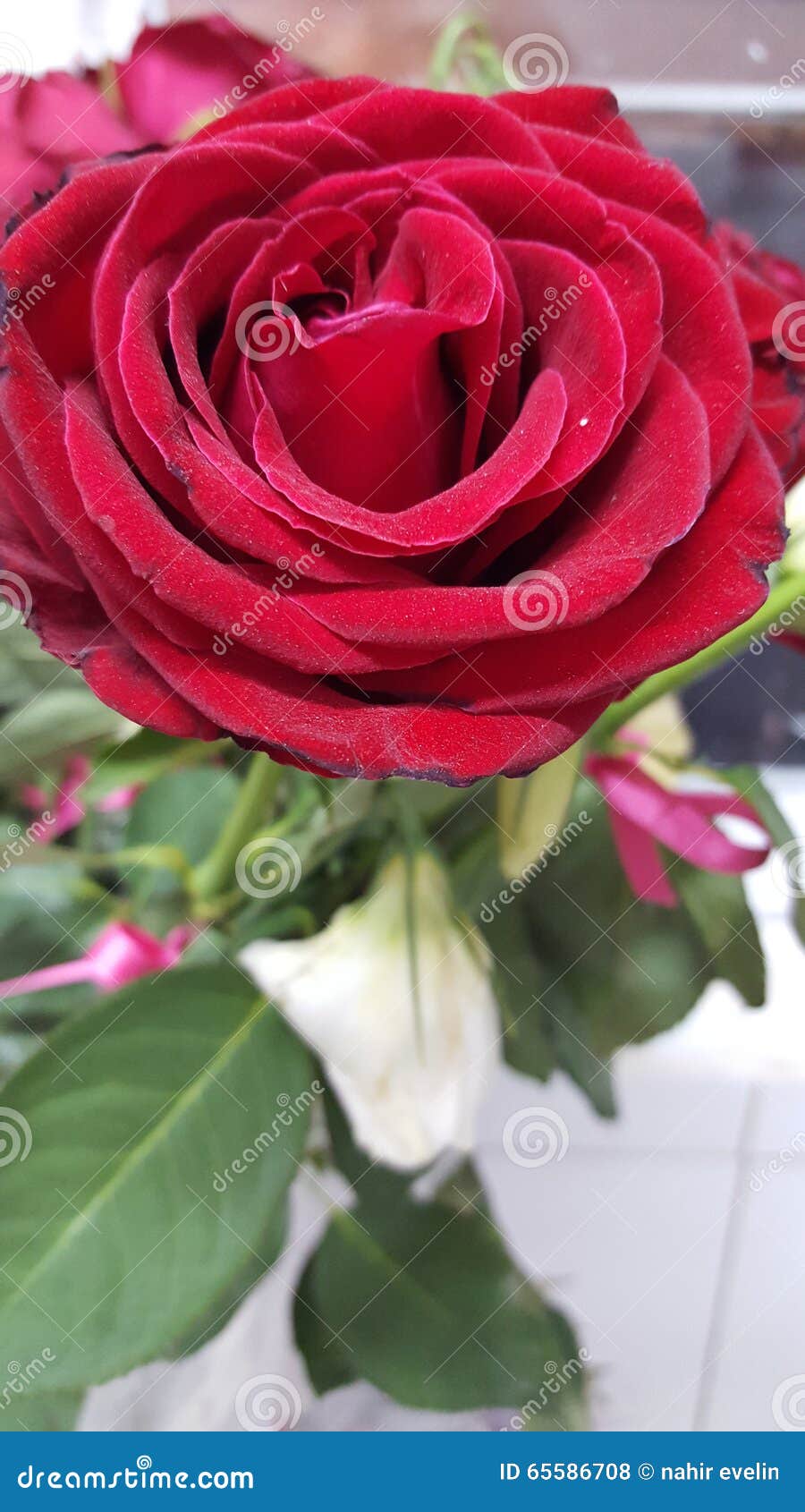 Roses stock photo. Image of cintas, roses, rojo, green 65586708