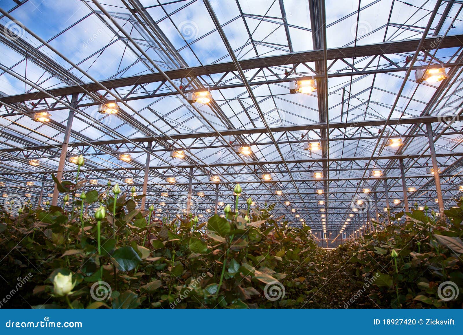 Roses Greenhouse stock photo. Image of flowers, cultivation 18927420