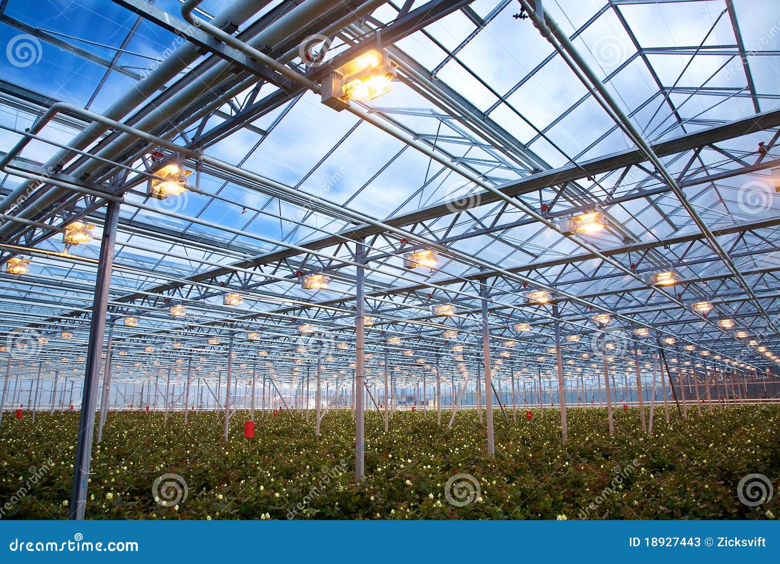 Roses Greenhouse stock image. Image of green, farm, commercial 18927443
