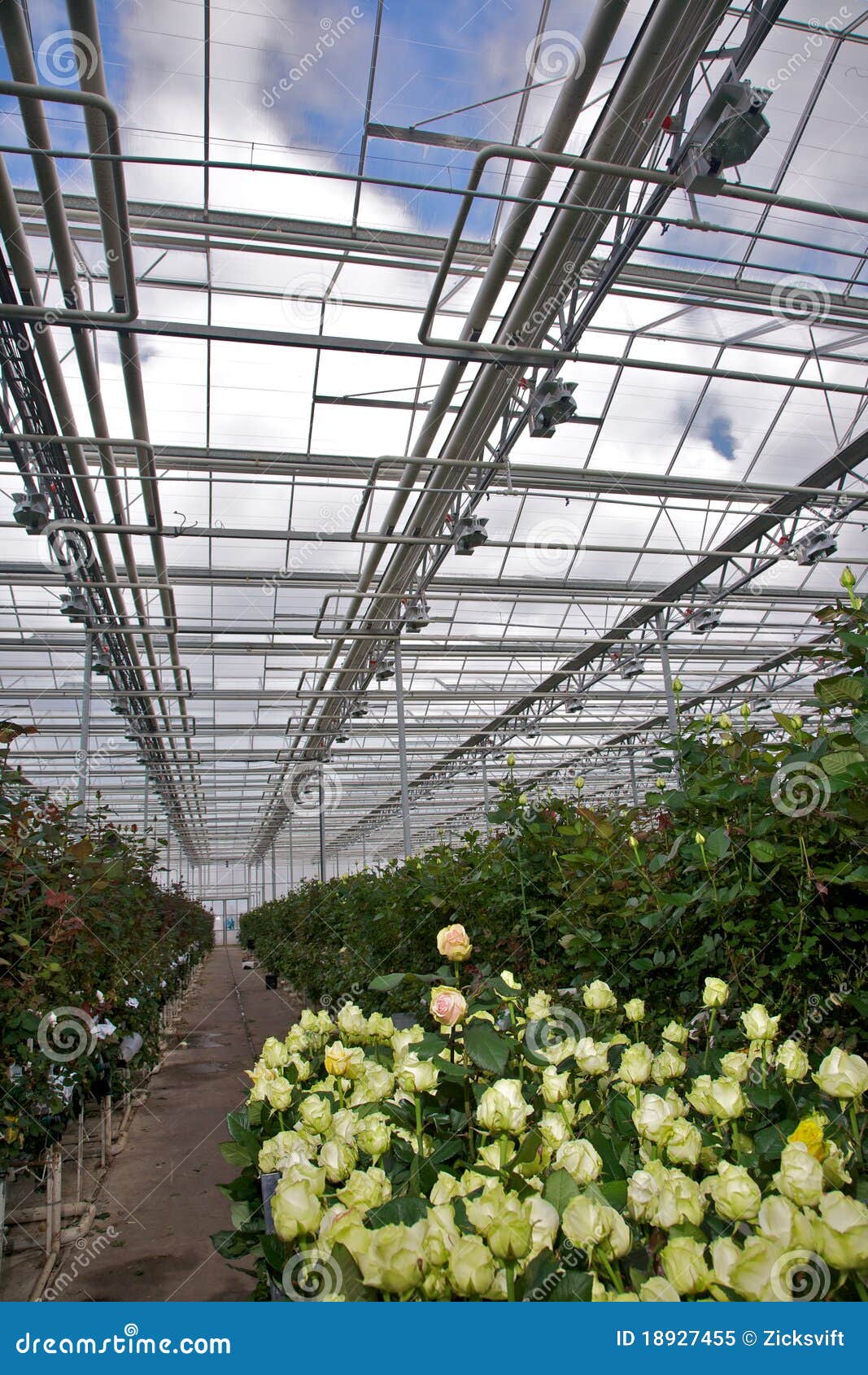 Roses Greenhouse stock image. Image of industrial, growing 18927455