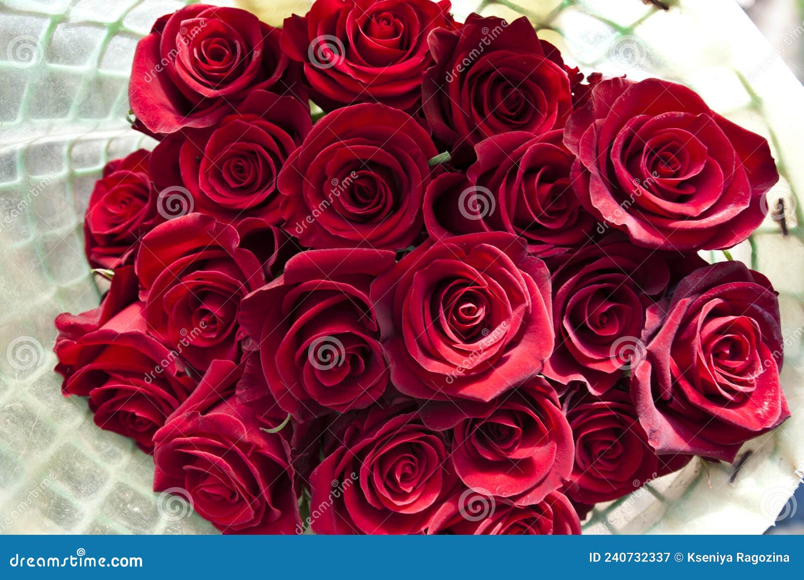 181 Ecuador Roses Stock Photos - Free & Royalty-Free Stock Photos from  Dreamstime