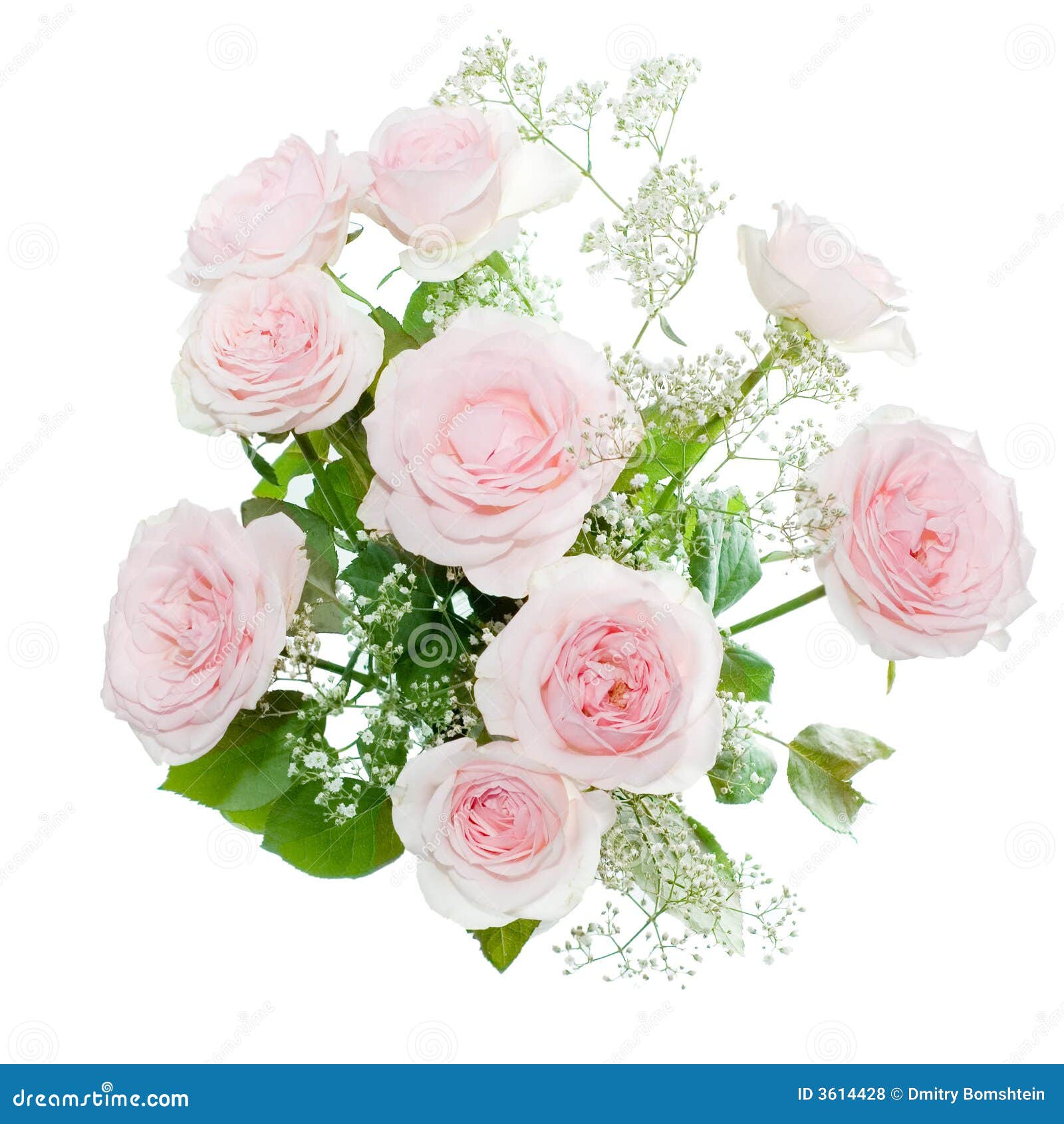 Roses Isolated On White Stock Photo Image Of Florist 3614428