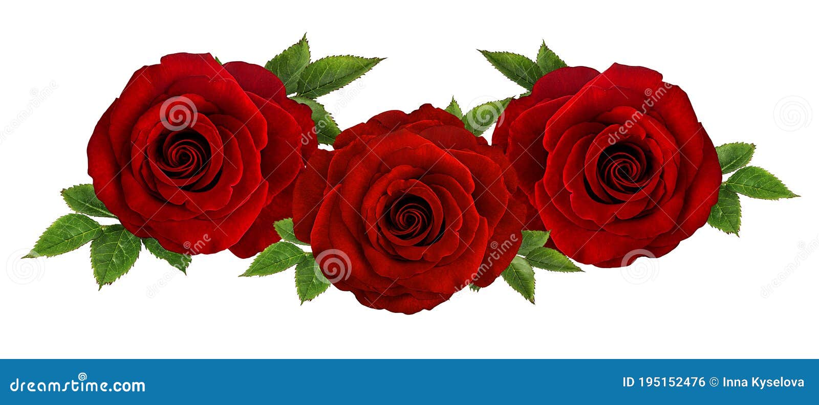 Roses isolated on white stock photo. Image of green - 195152476