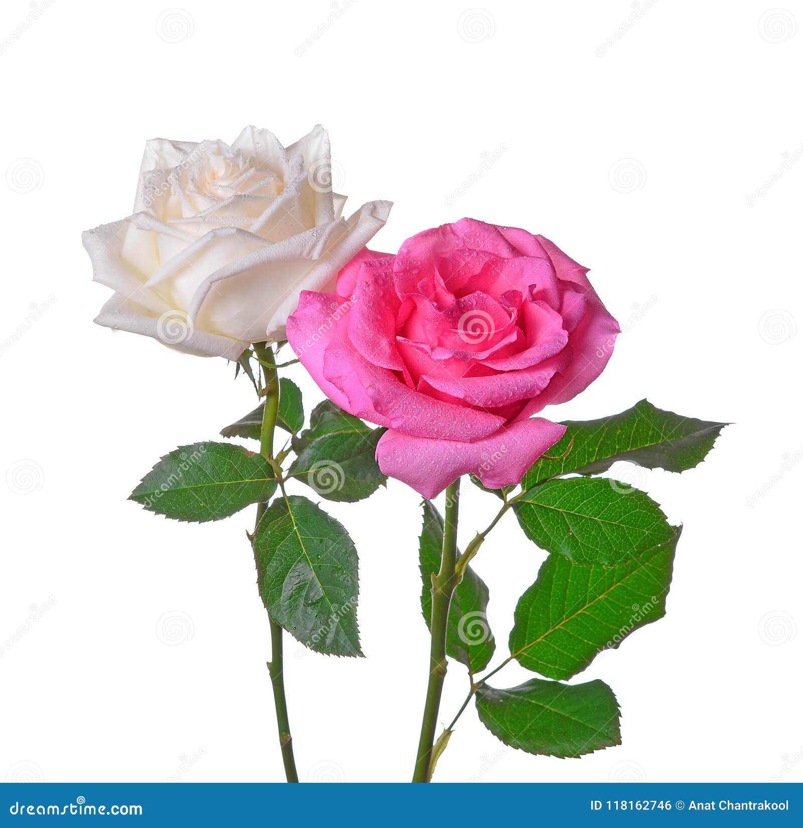 Roses on Isolated White Background Stock Photo - Image of roses, leaf