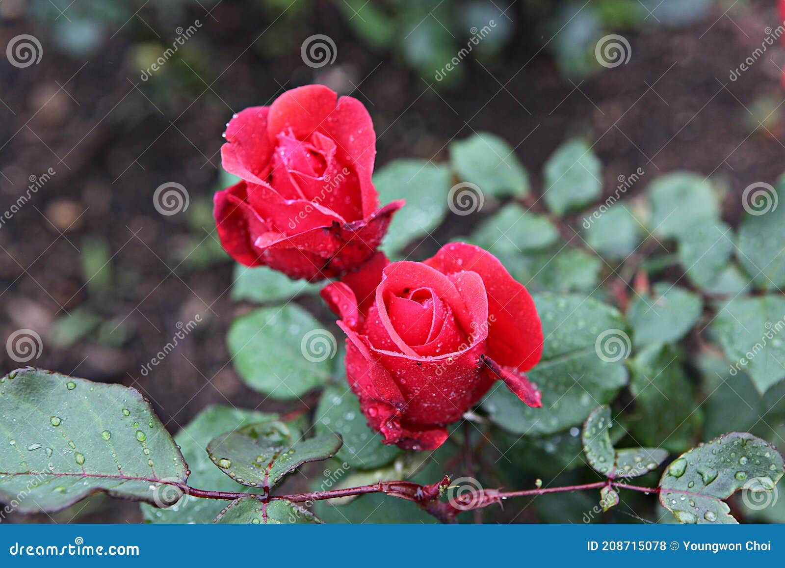 Roses in the park stock photo. Image of peony, petal - 208715078