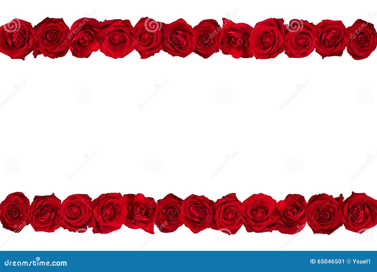 Roses in Lines on White Background Stock Image Image of flowers