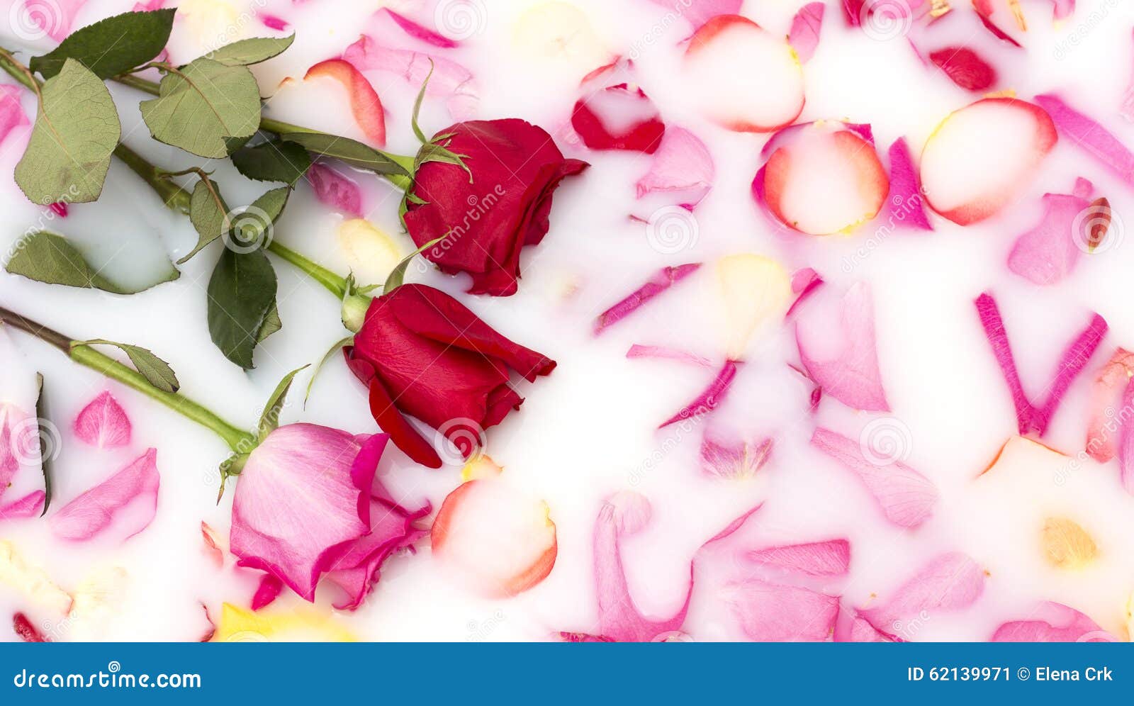 Roses in milk bath stock image. Image of bath, milky 62139971