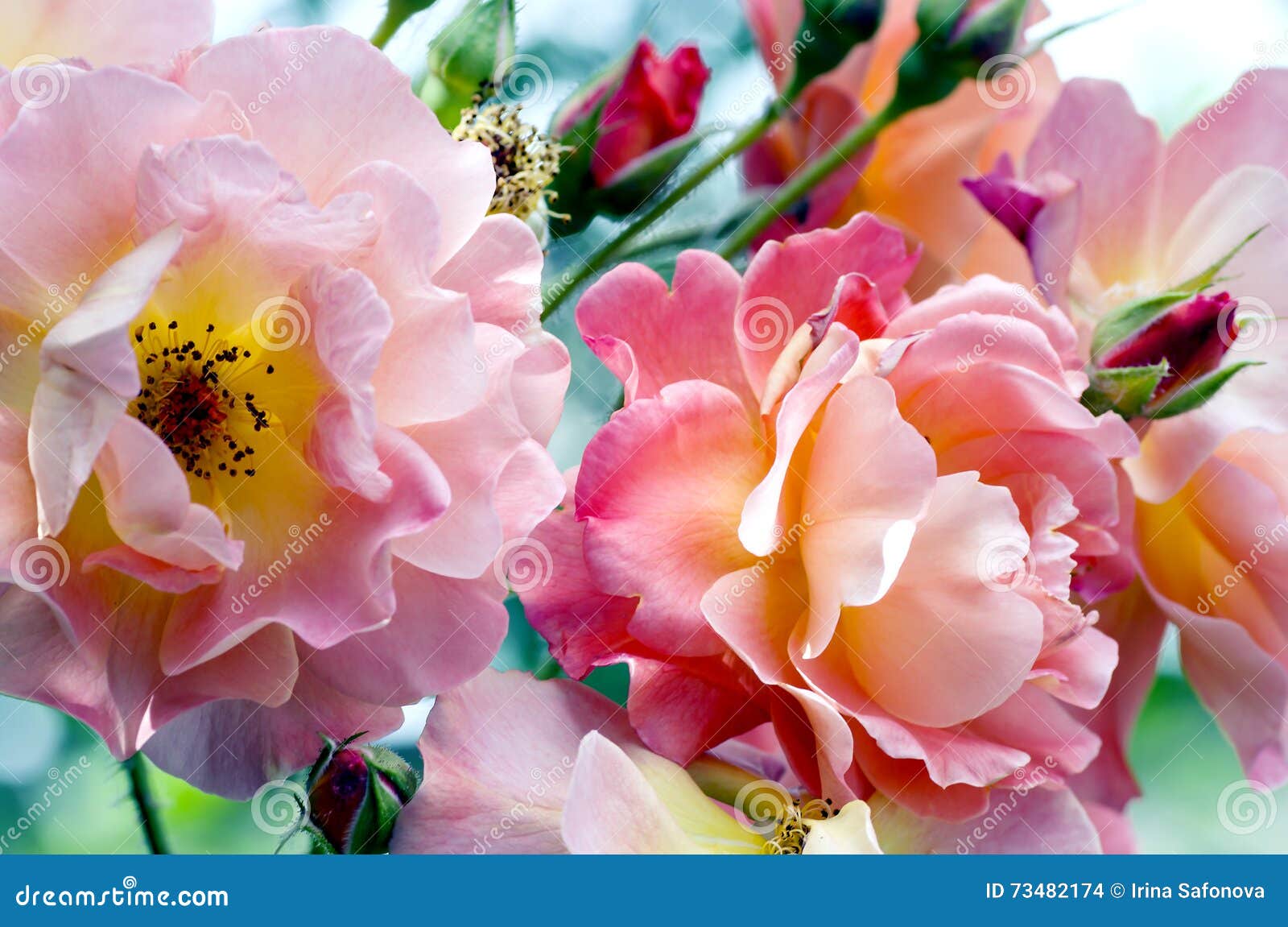 Roses orange stamens macro stock photo. Image of orange 73482174