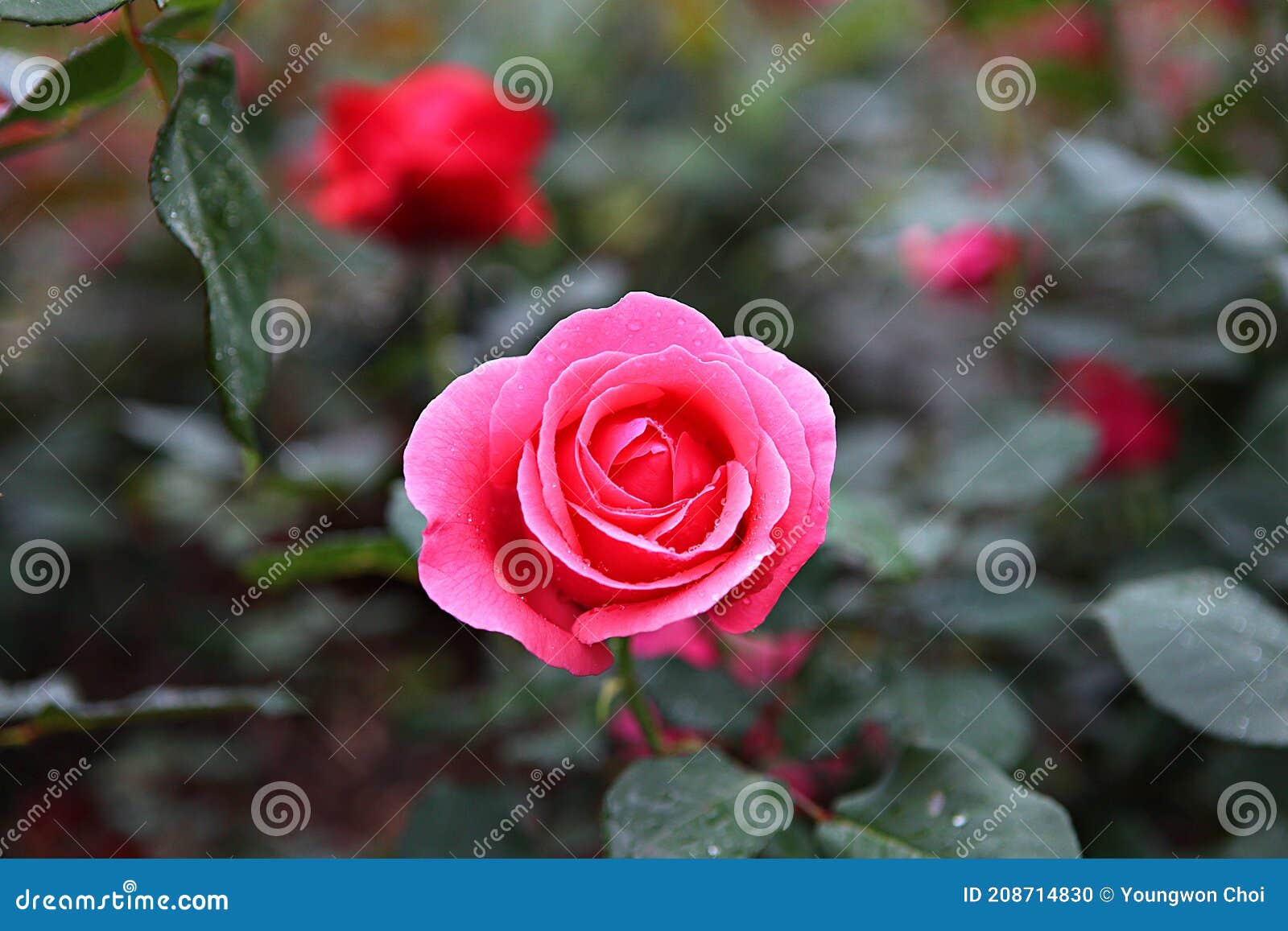 Roses in the park stock photo. Image of rose, roses 208714830
