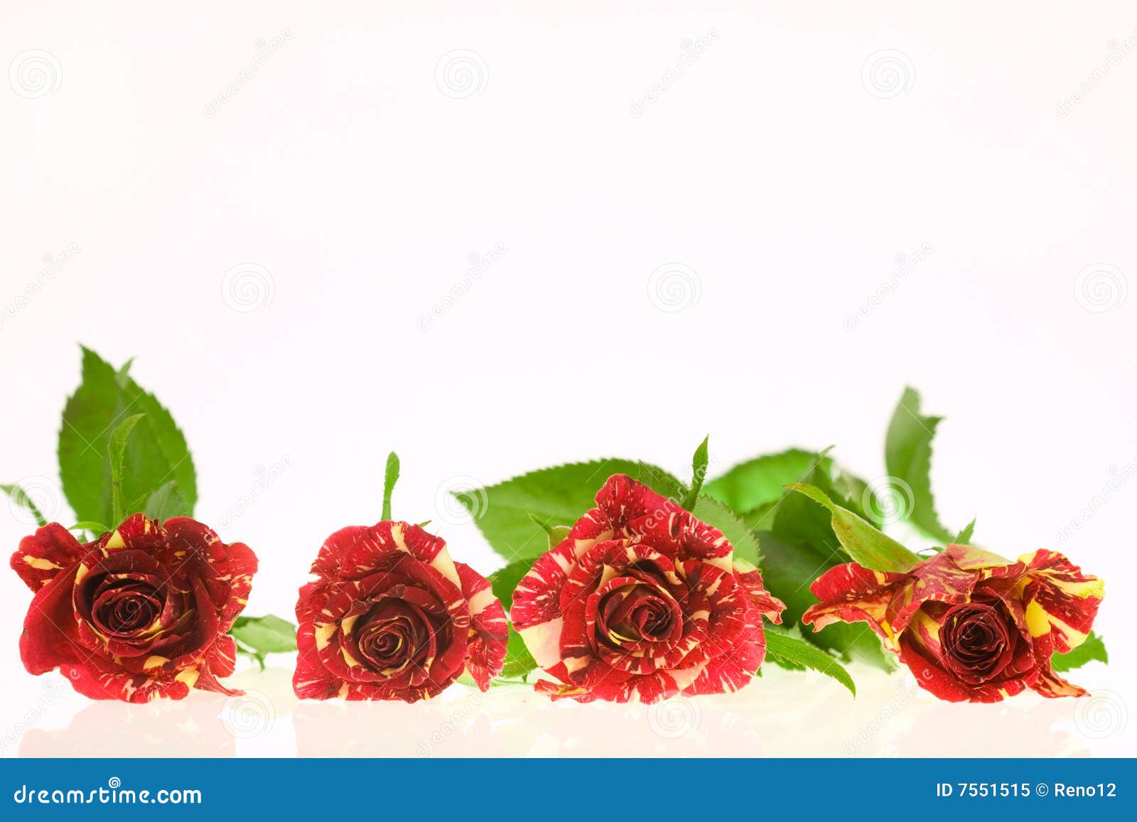 Roses of Passion, Love and Jealousy Stock Image Image of yellow, gift