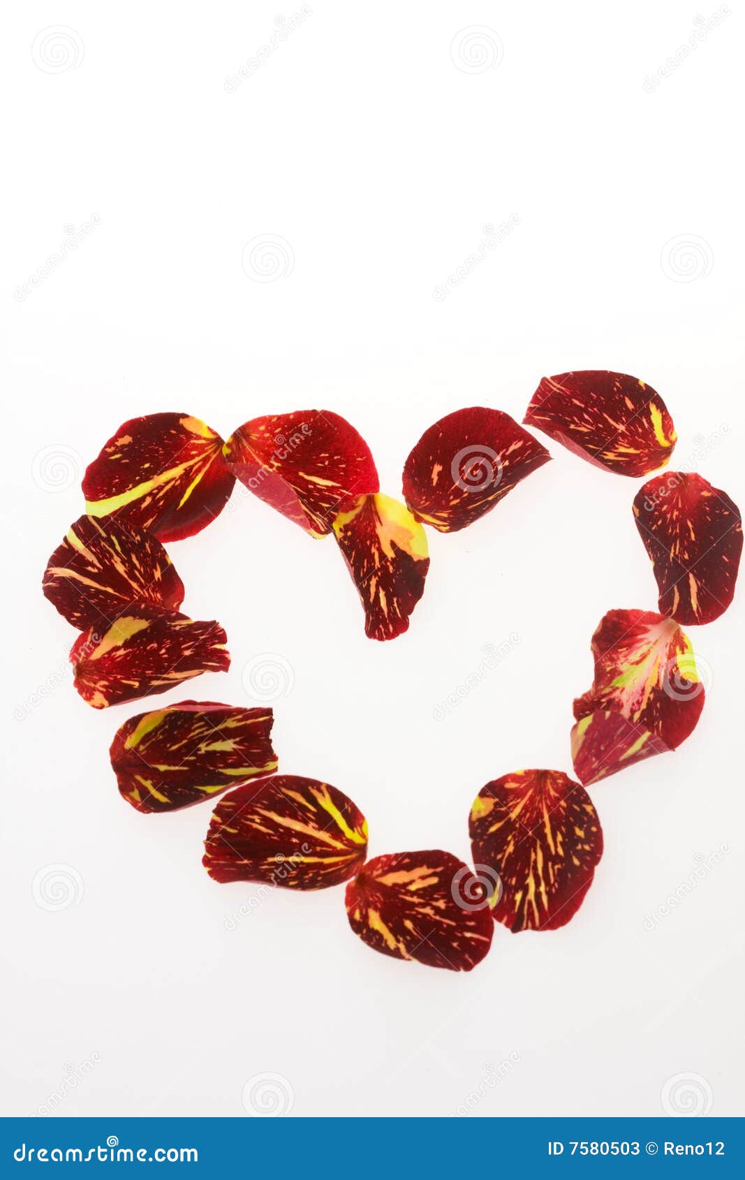 Roses of Passion, Love and Jealousy Stock Image Image of anniversary