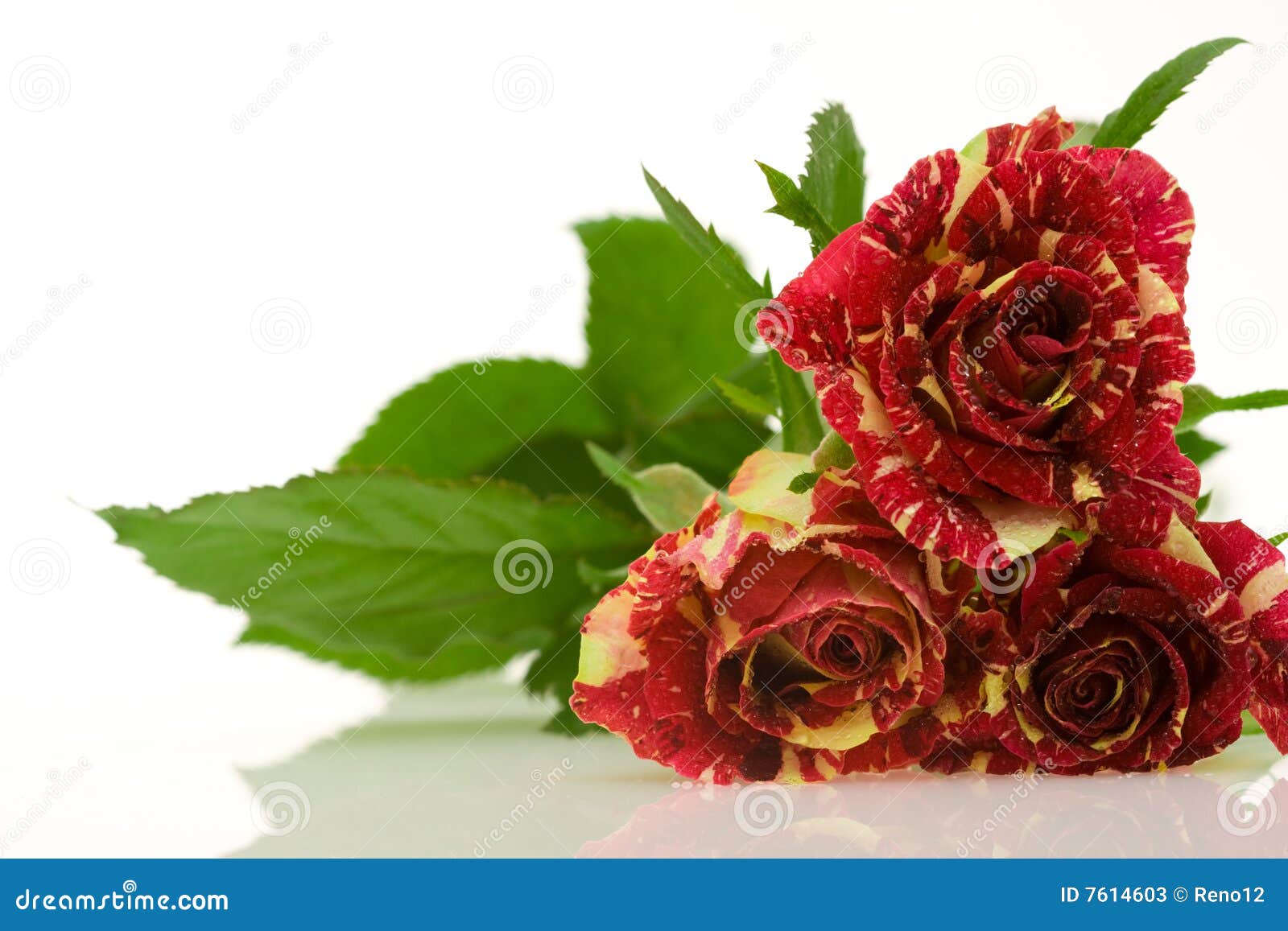 Roses of Passion, Love and Jealousy Stock Image Image of beautiful