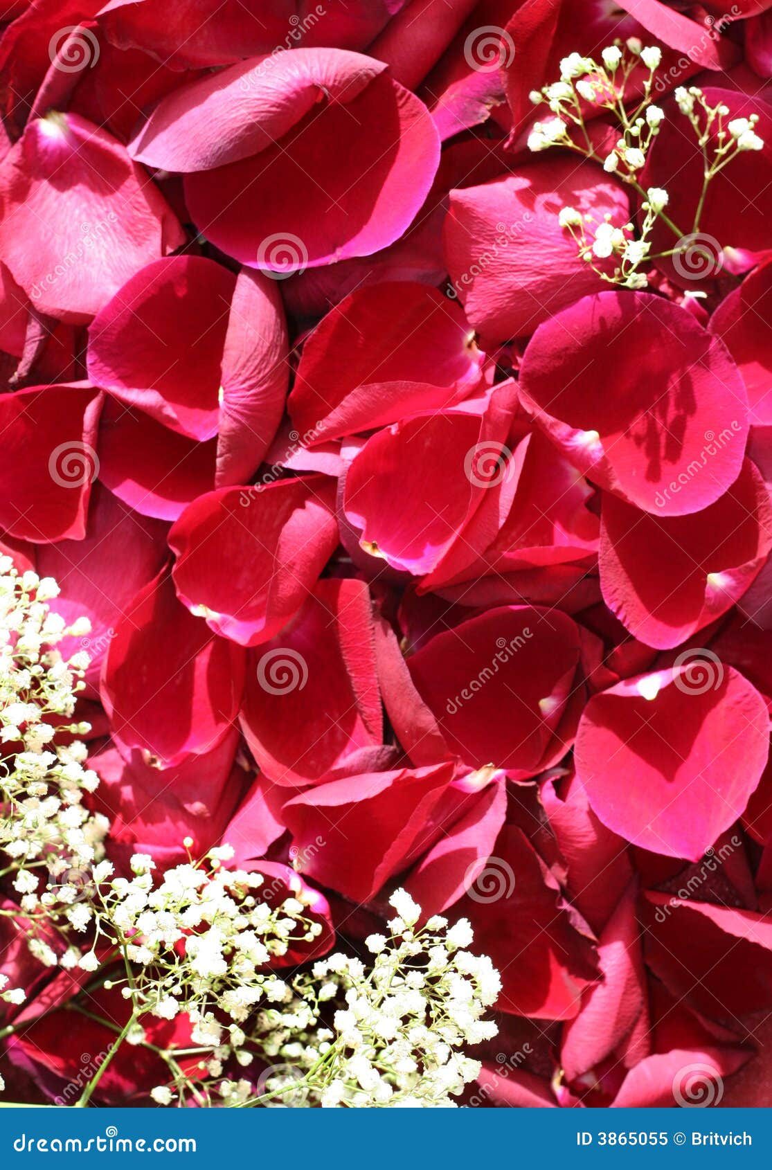 108,796 Roses Petals Stock Photos - Free & Royalty-Free Stock