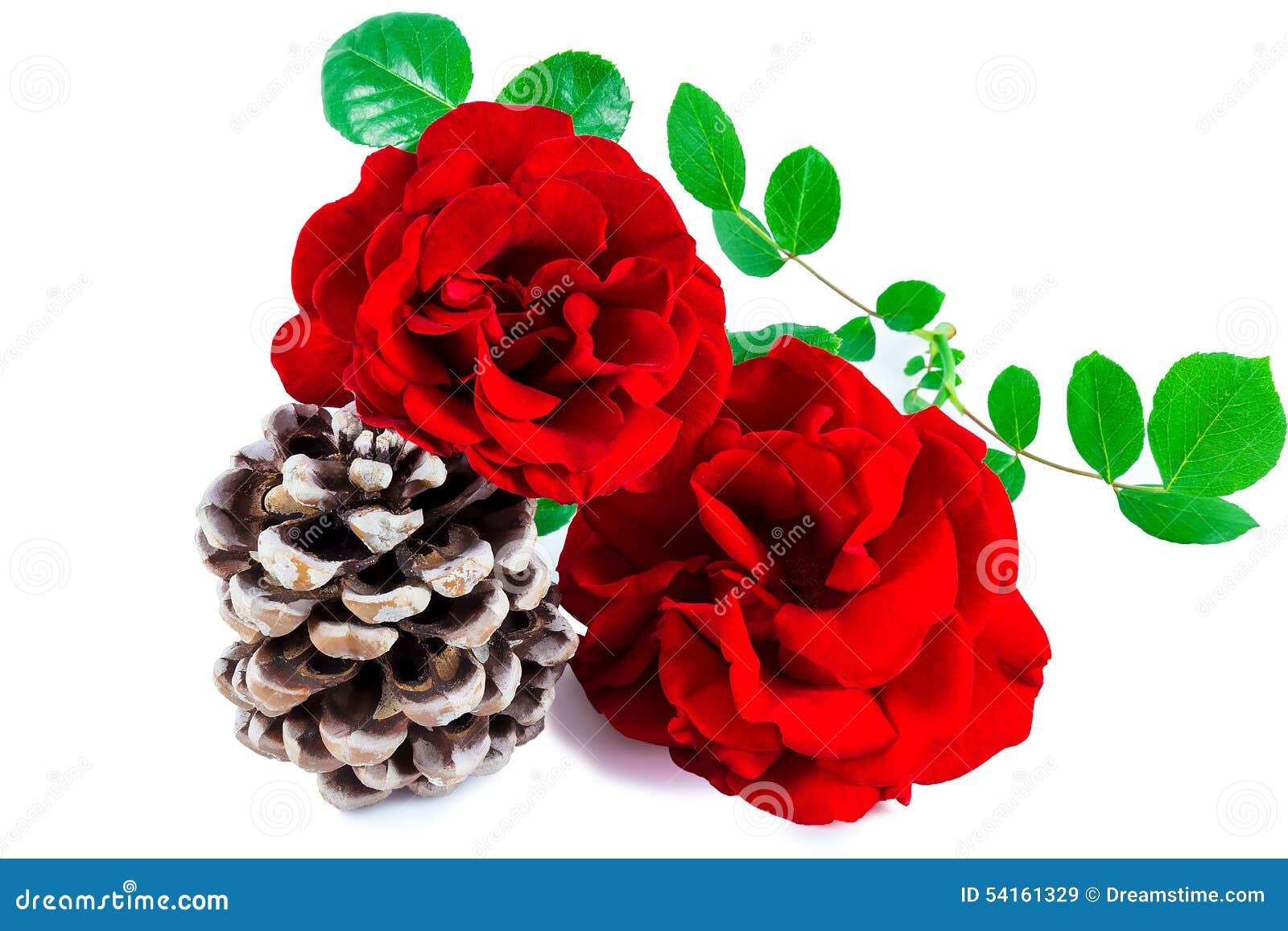 Roses and pine cone stock image. Image of blossom, beauty 54161329
