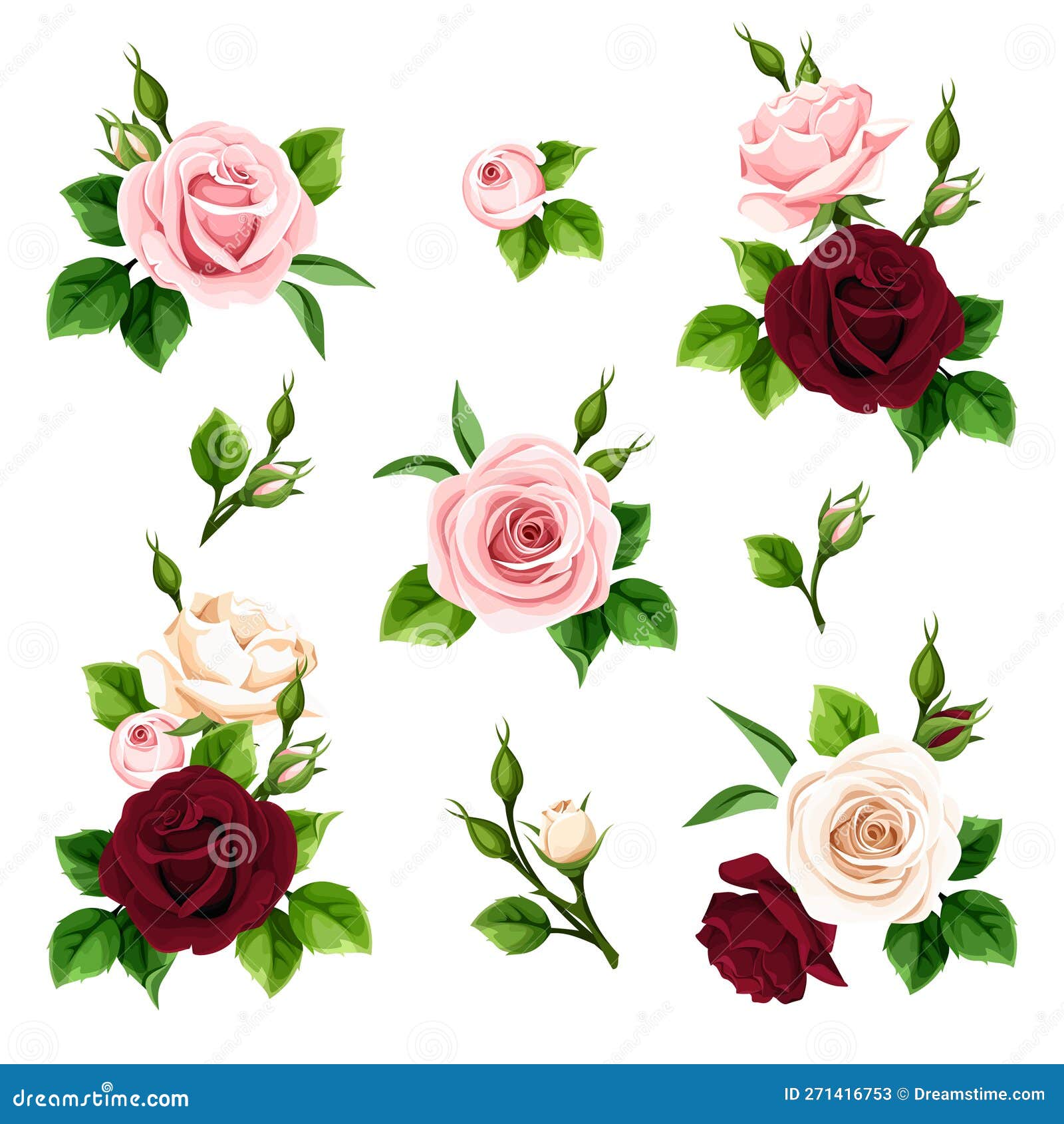 Roses. Set of Pink, Burgundy, and White Rose Flowers. Vector ...