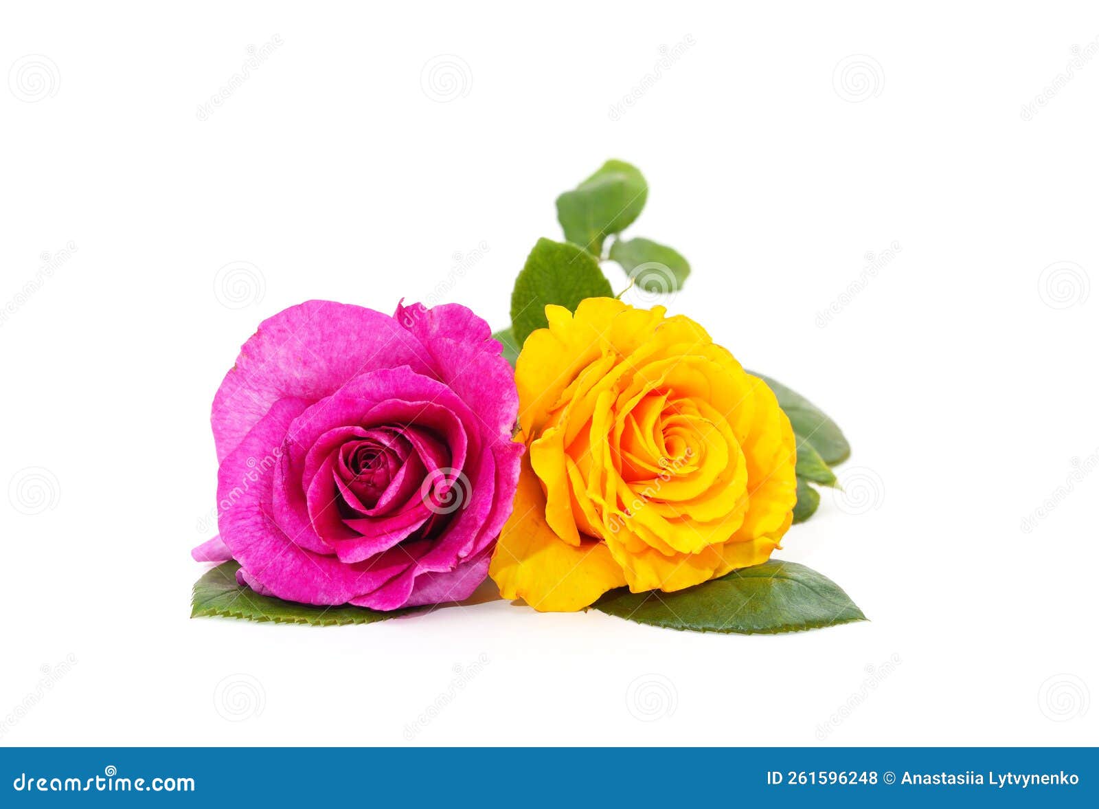 Roses pink and yellow stock photo. Image of green, background 261596248