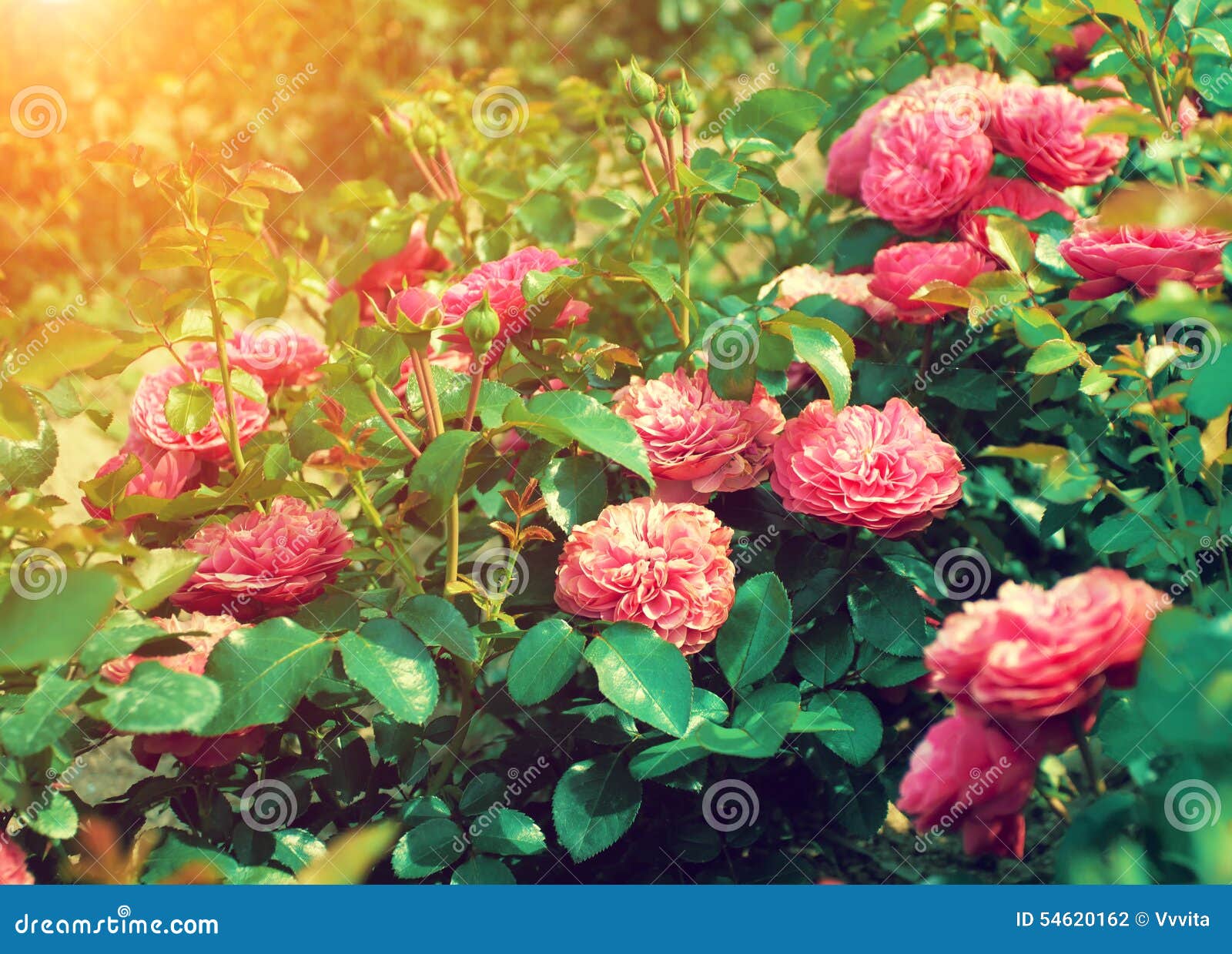 Roses plantation stock photo. Image of closeup, love 54620162