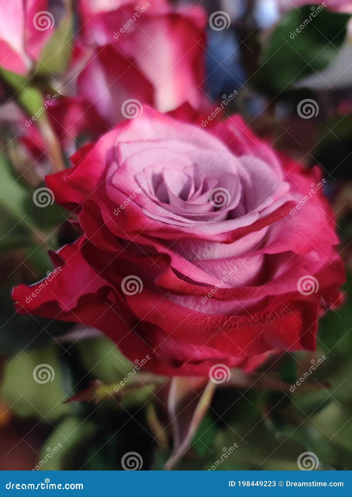 roses redpink nature& x27;s beauty