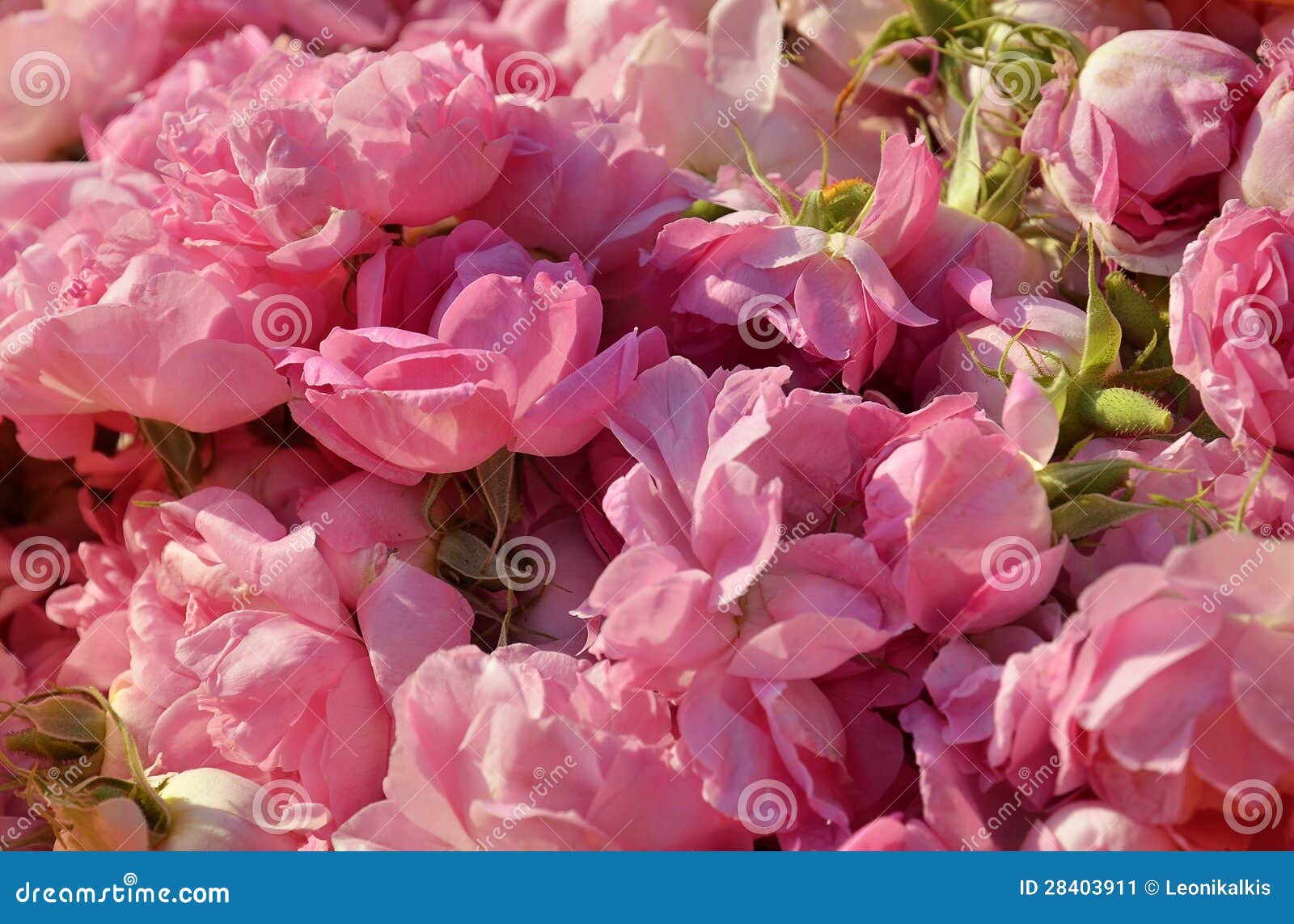 Roses for rose oil stock image. Image of beautiful, floral 28403911