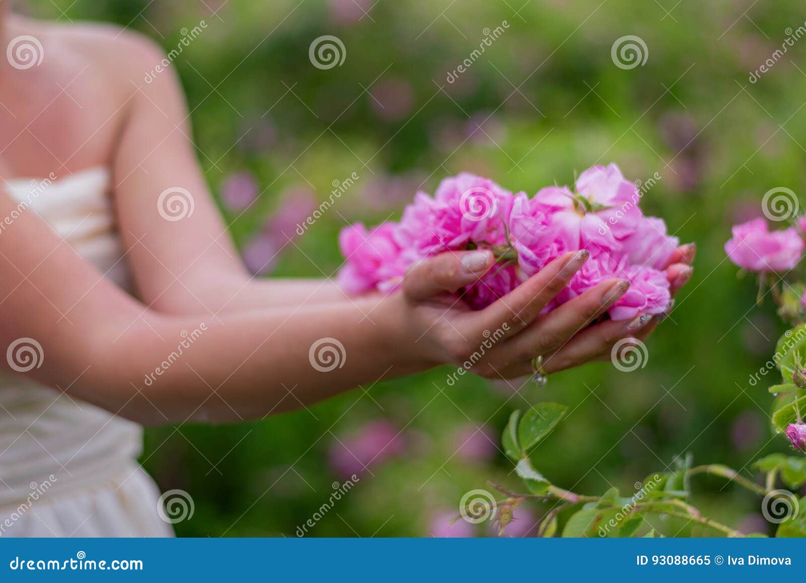 Roses for rose oil stock image. Image of healthy, beauty 93088665