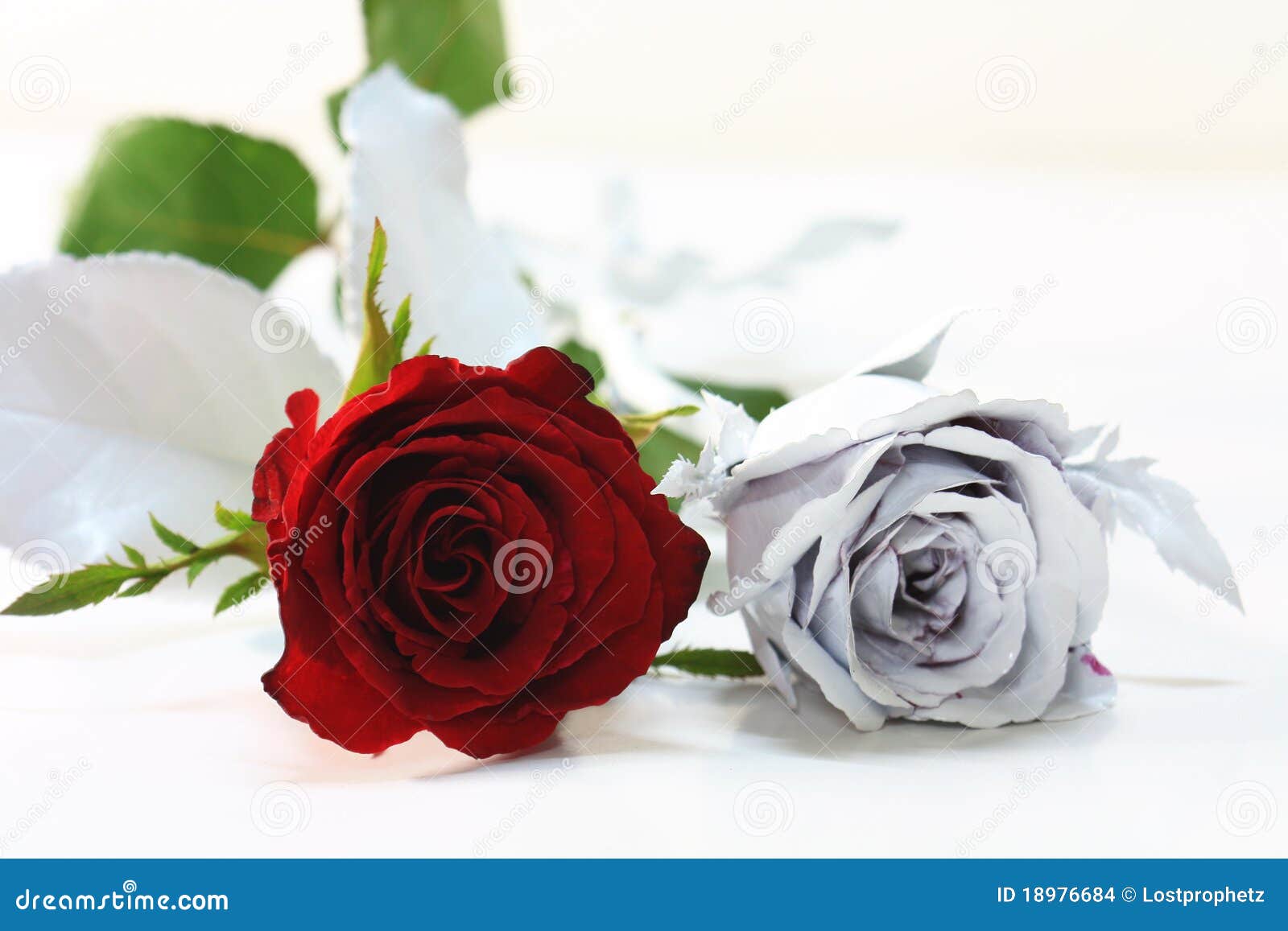 Roses rouges et blanches photo stock. Image du chaud - 18976684