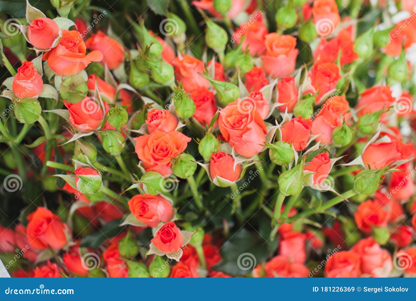 roses ruiortro alegria bush background