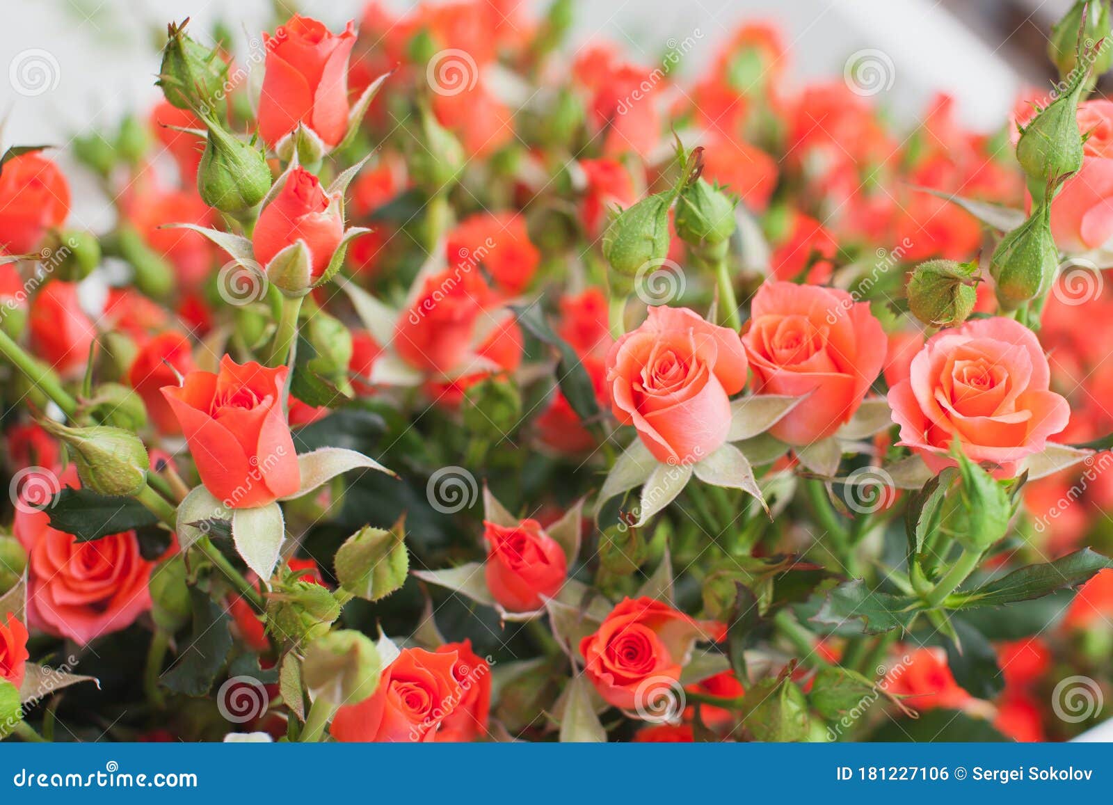 roses ruiortro alegria bush background