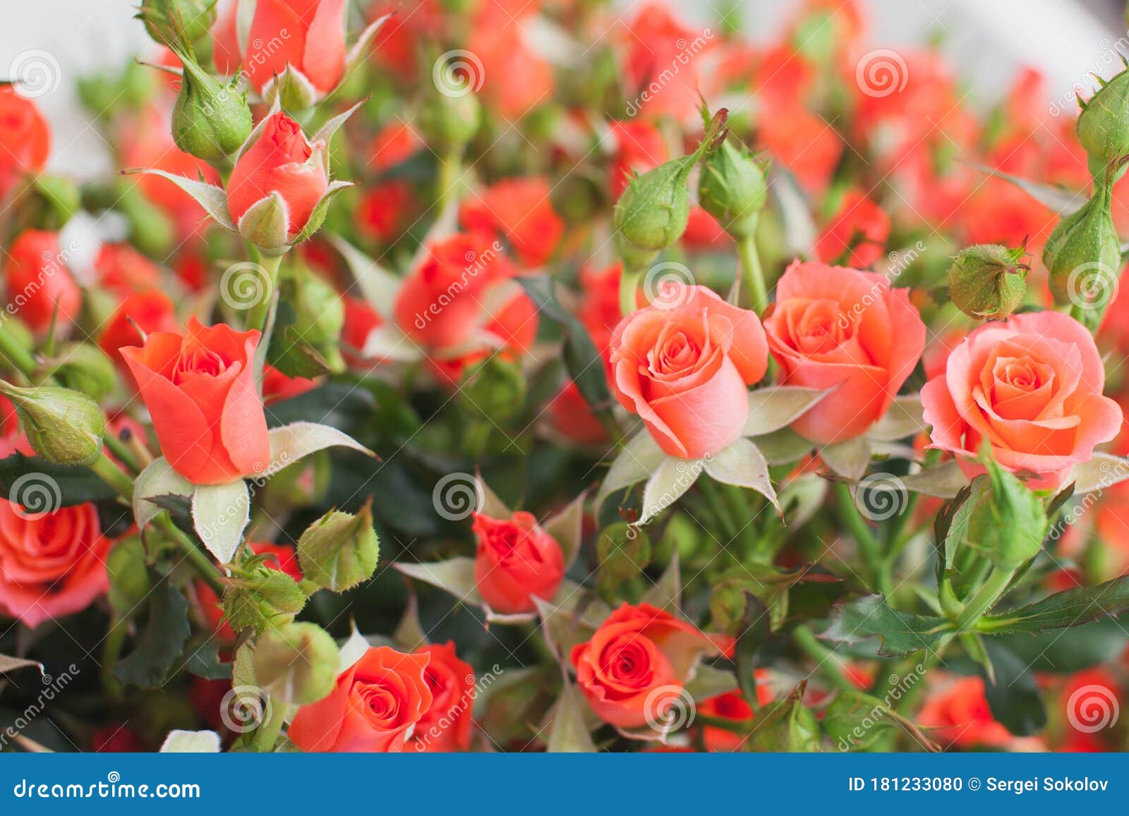 roses ruiortro alegria bush background