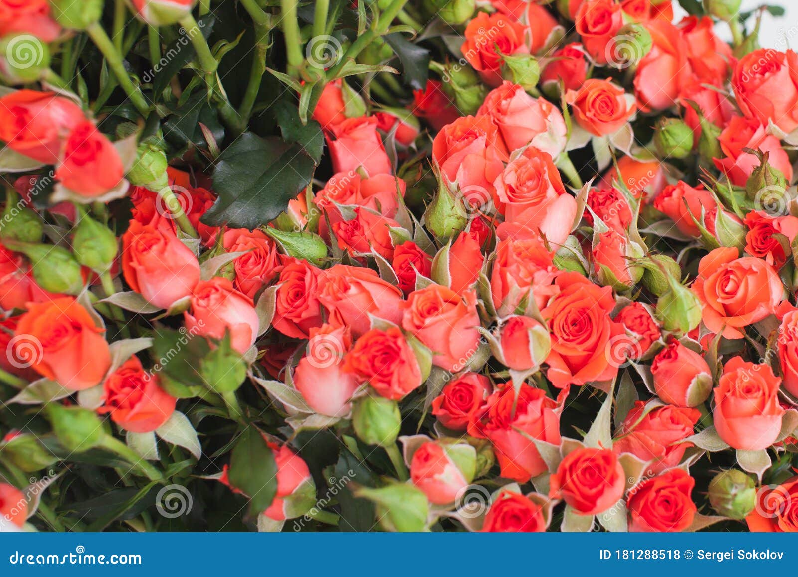 roses ruiortro alegria bush background