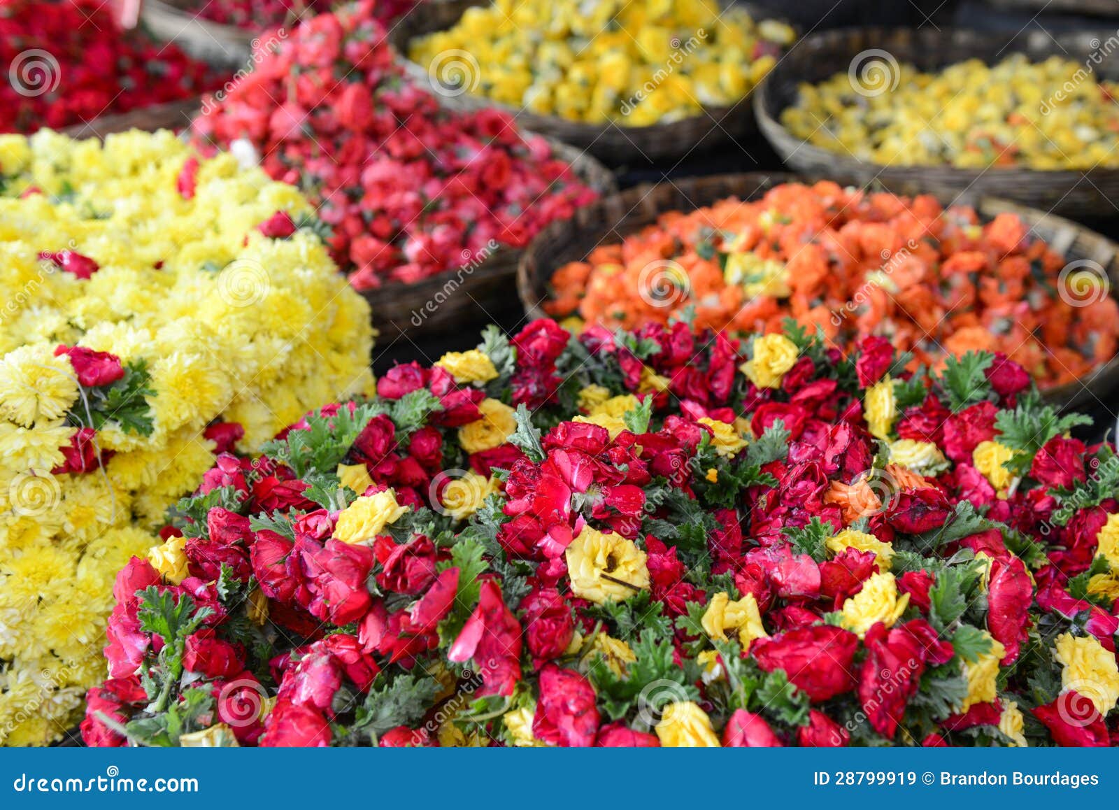 Roses for Sale stock image. Image of bangalore, brown 28799919