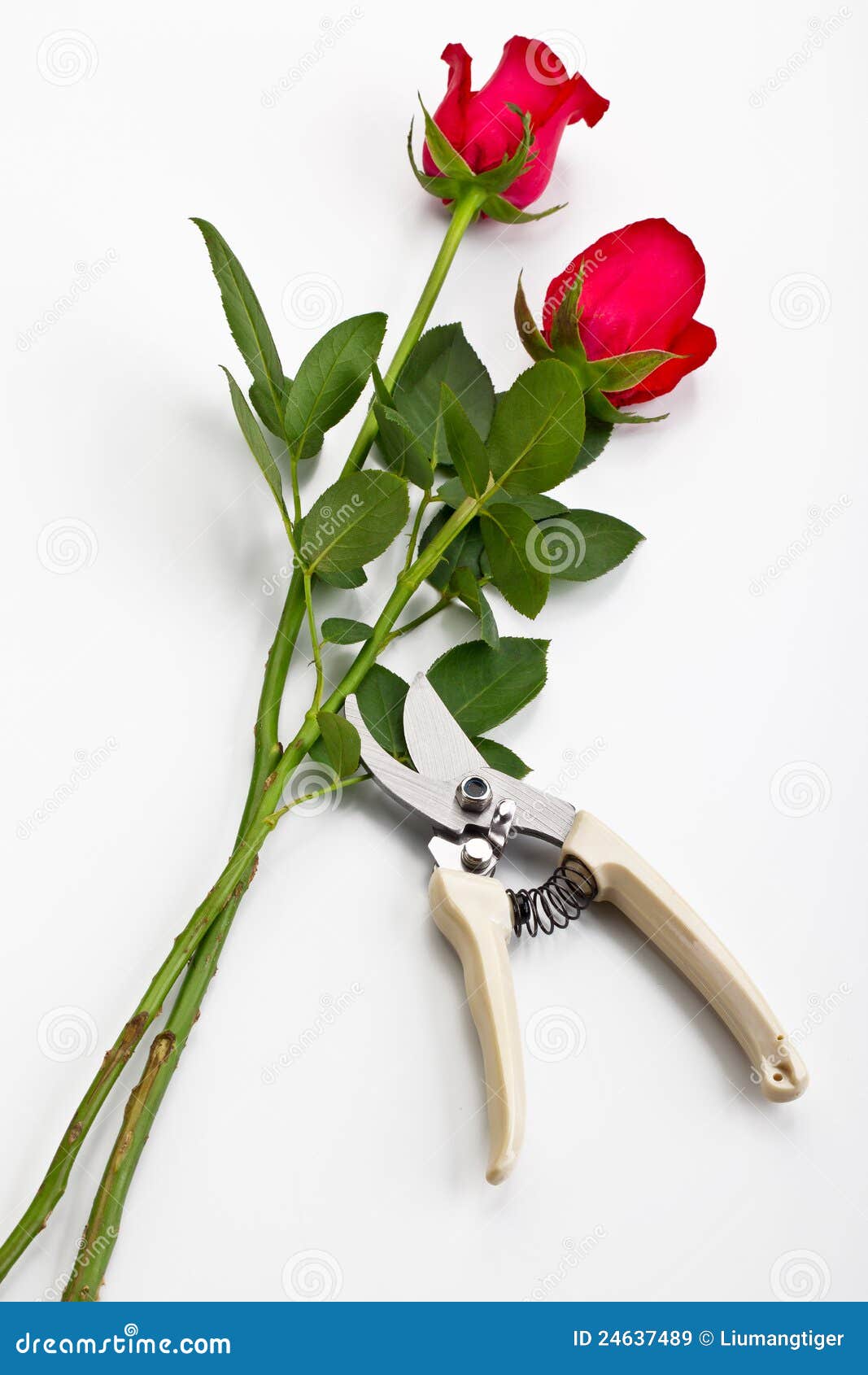 Roses and scissors stock image. Image of scissors, leaf 24637489