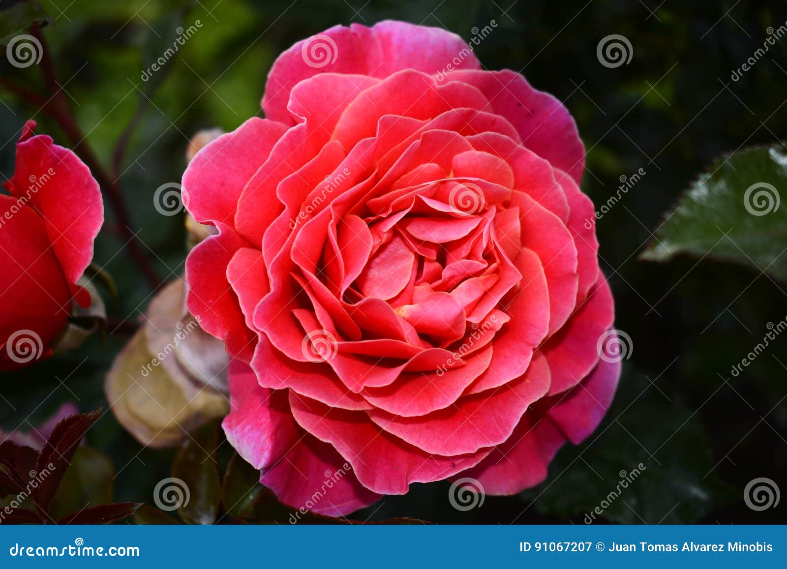 Roses stock image. Image of garden, colours, roma, rosas 91067207