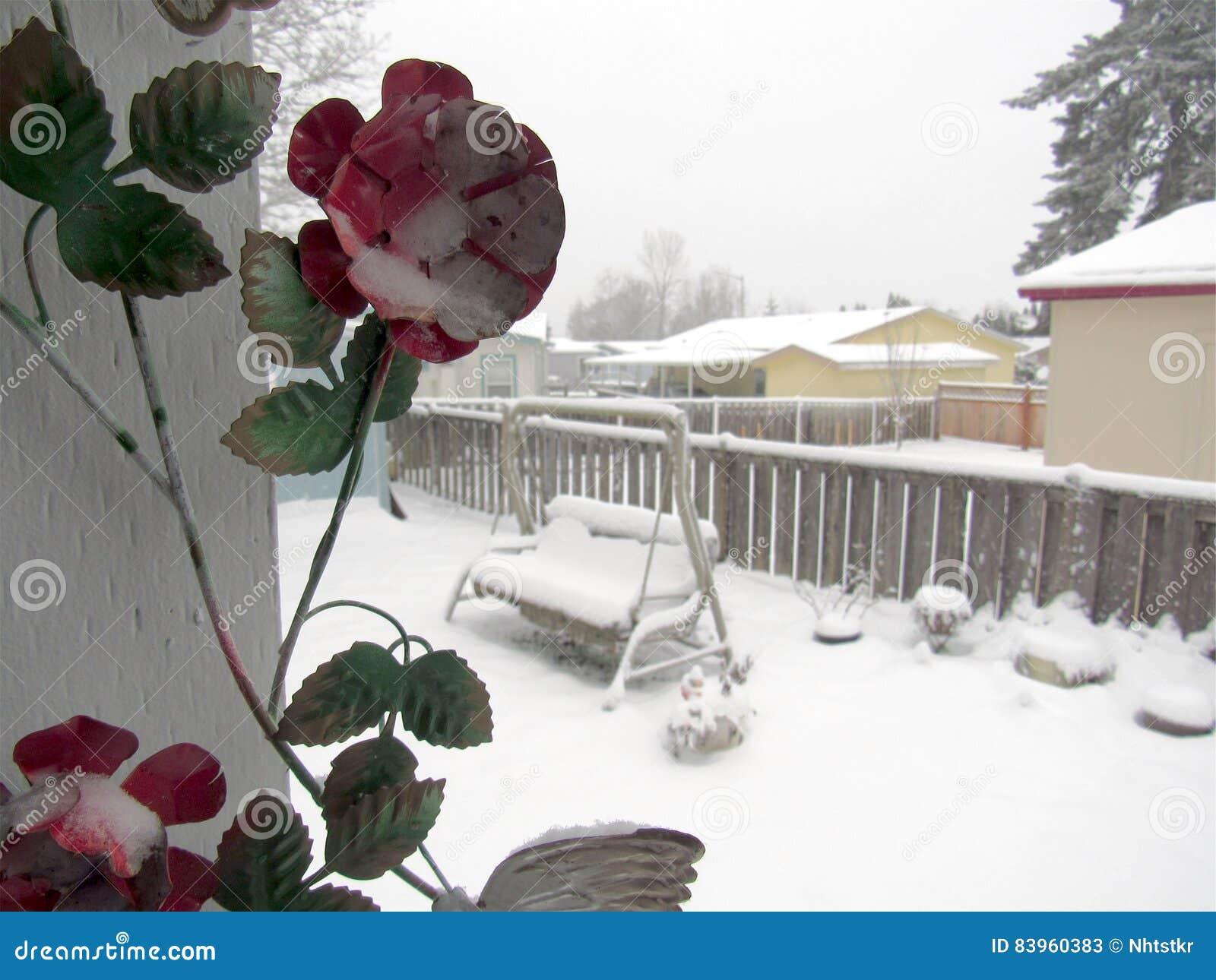 Roses in snowy weather stock image. Image of yard, calendar 83960383