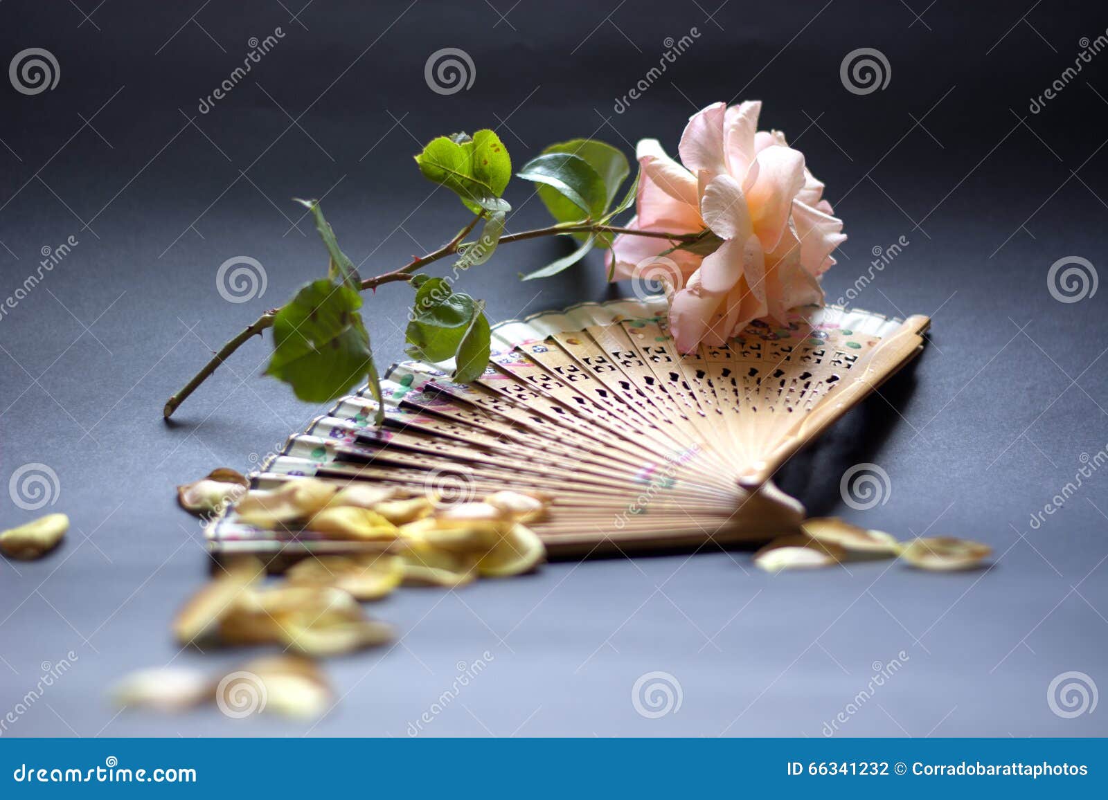 Roses in Spain stock photo. Image of hispanic, barcelona 66341232