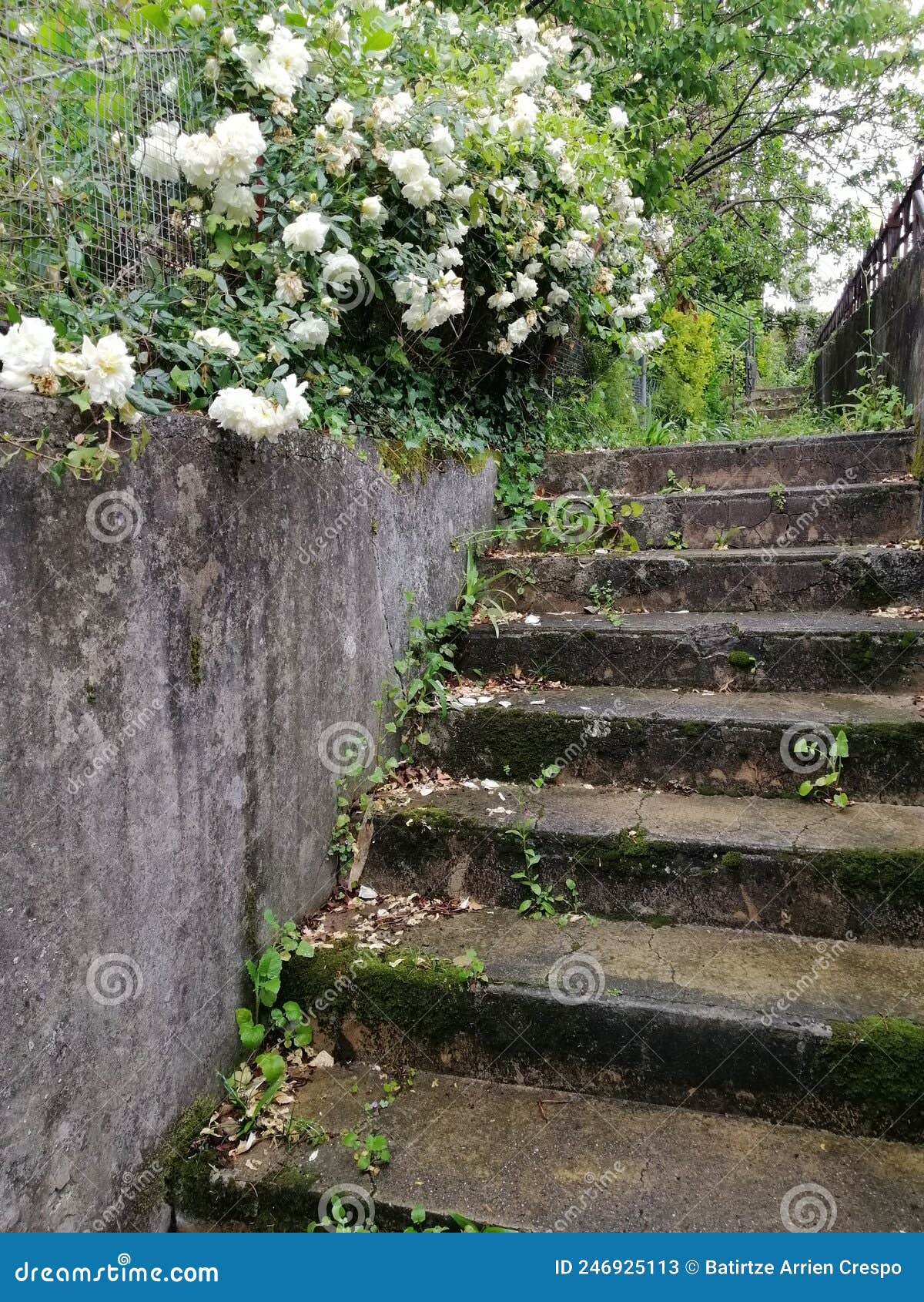 Roses in the stairs. stock image. Image of yard, ruins 246925113