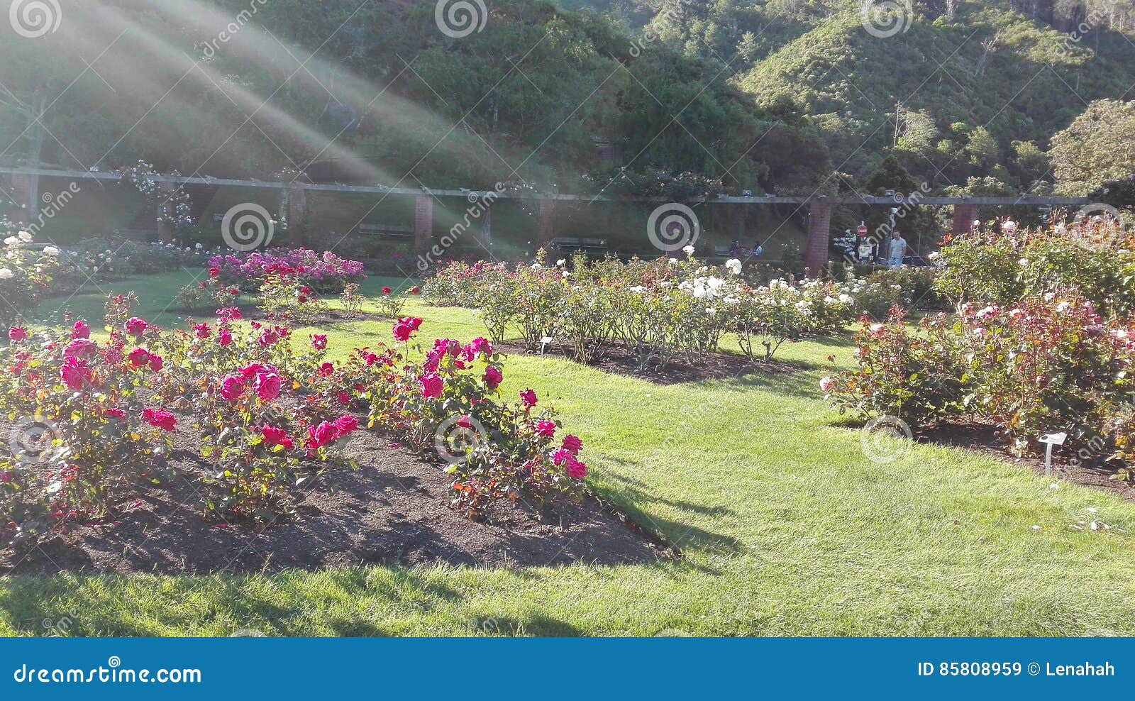 Roses and sunlight editorial stock image. Image of botanical 85808959