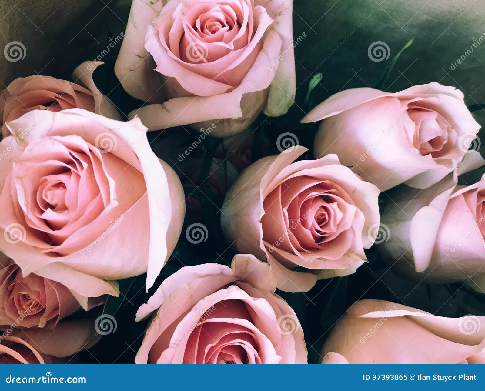 Roses at supermarket stock image. Image of pink, soft 97393065