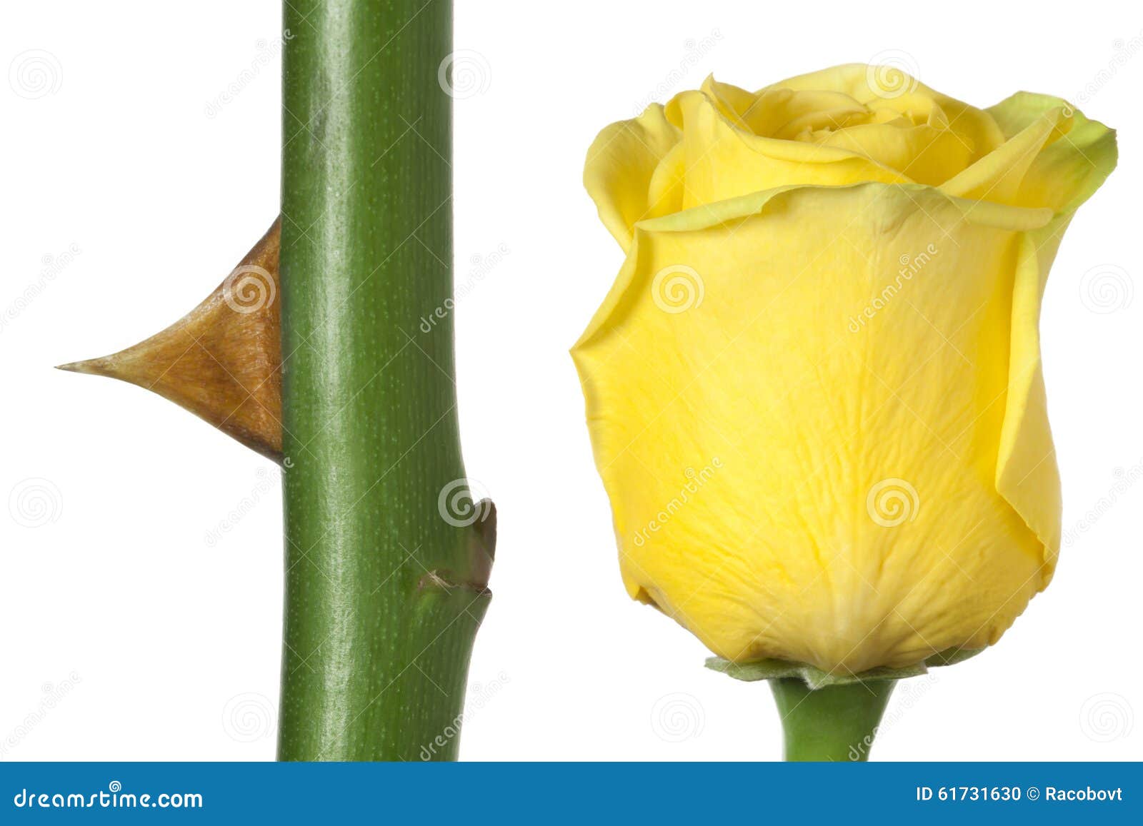 Roses and thorns stock photo. Image of pain, green, yellow 61731630