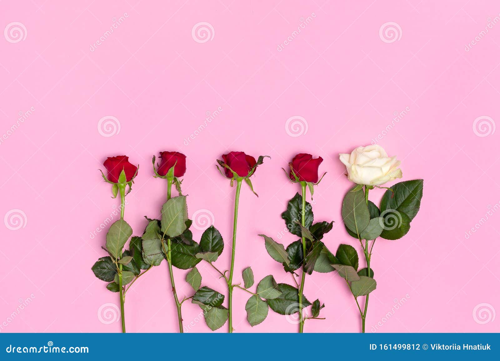 Roses Upside Down Isolated on Pink Top View Stock Photo Image of gift