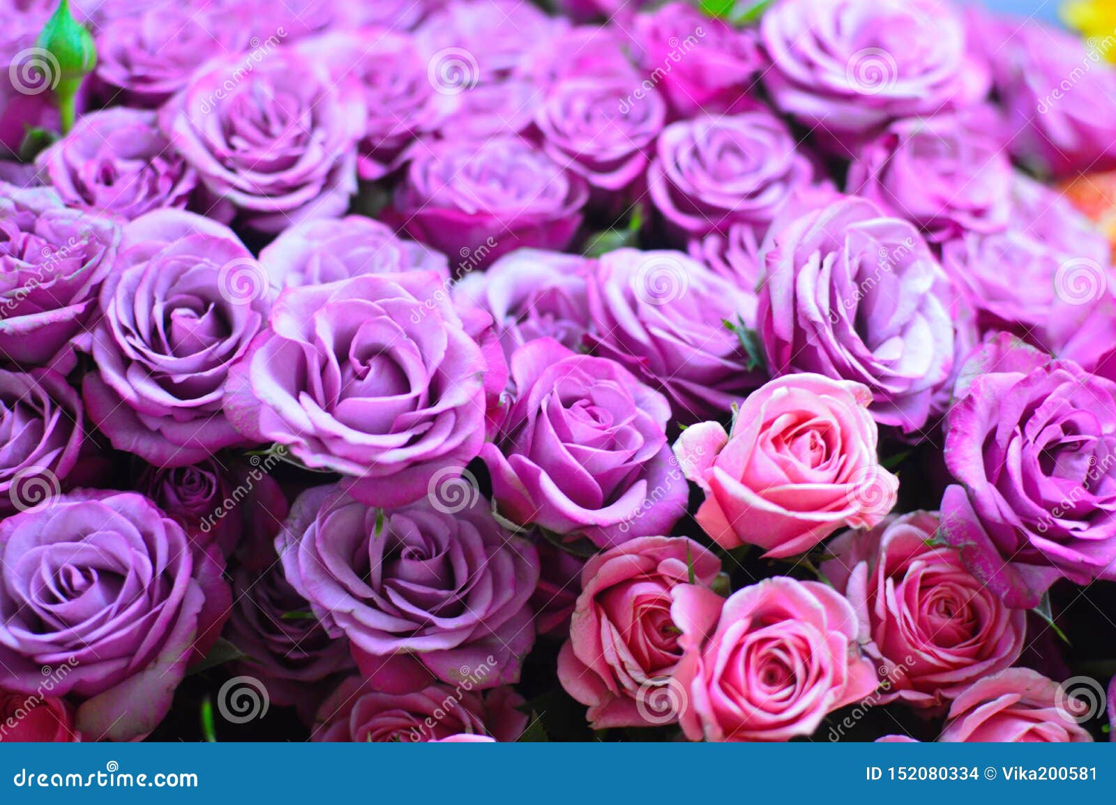 Roses Violettes De Fleurs De Beau Bouquet Photo stock - Image du nuptiale,  mélange: 152080334