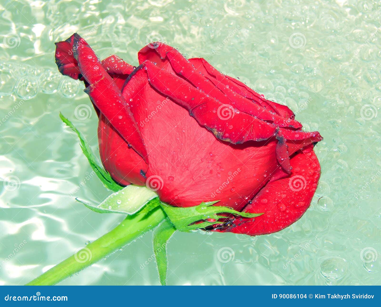 Roses on the water stock photo. Image of present, dark 90086104