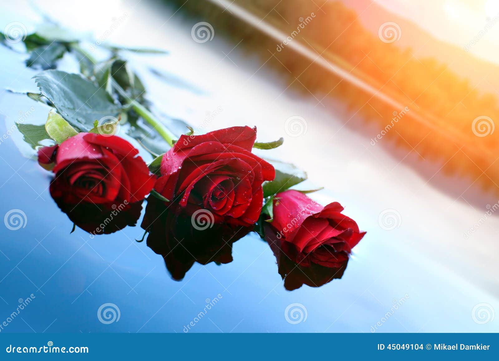 Roses on the water stock photo. Image of colors, memories 45049104