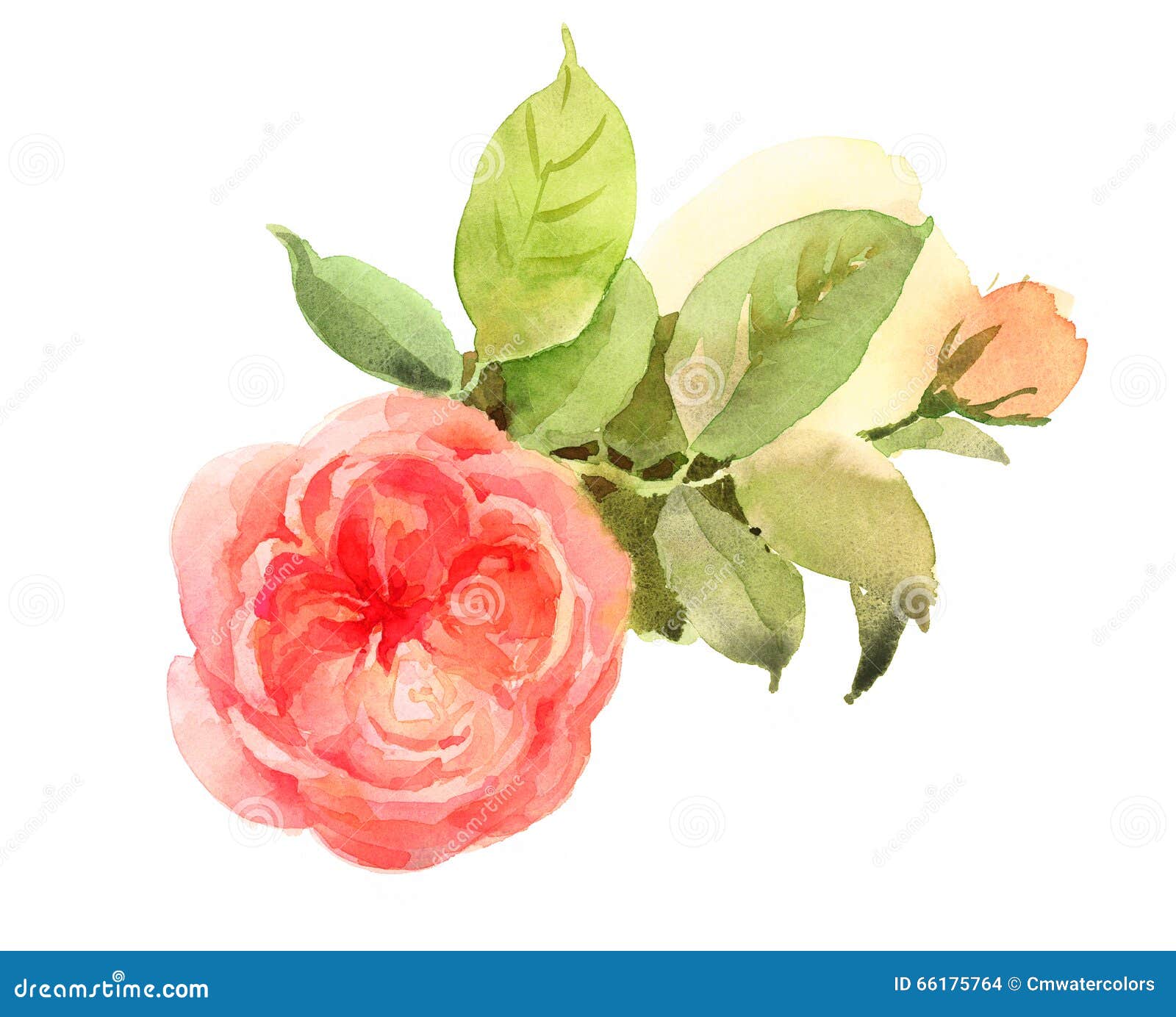 Roses Watercolor Flowers Illustration Hand Painted Stock Illustration ...