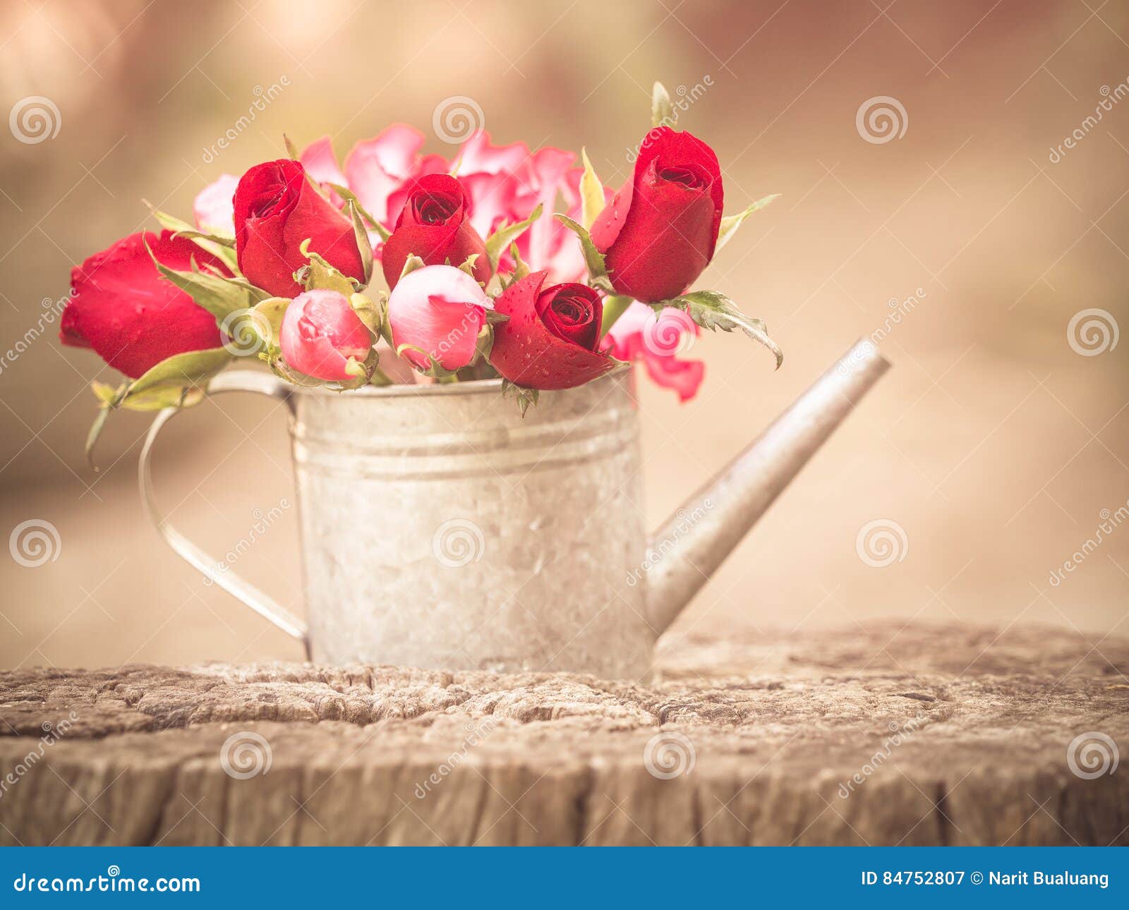Roses in watering pot stock image. Image of valentine 84752807