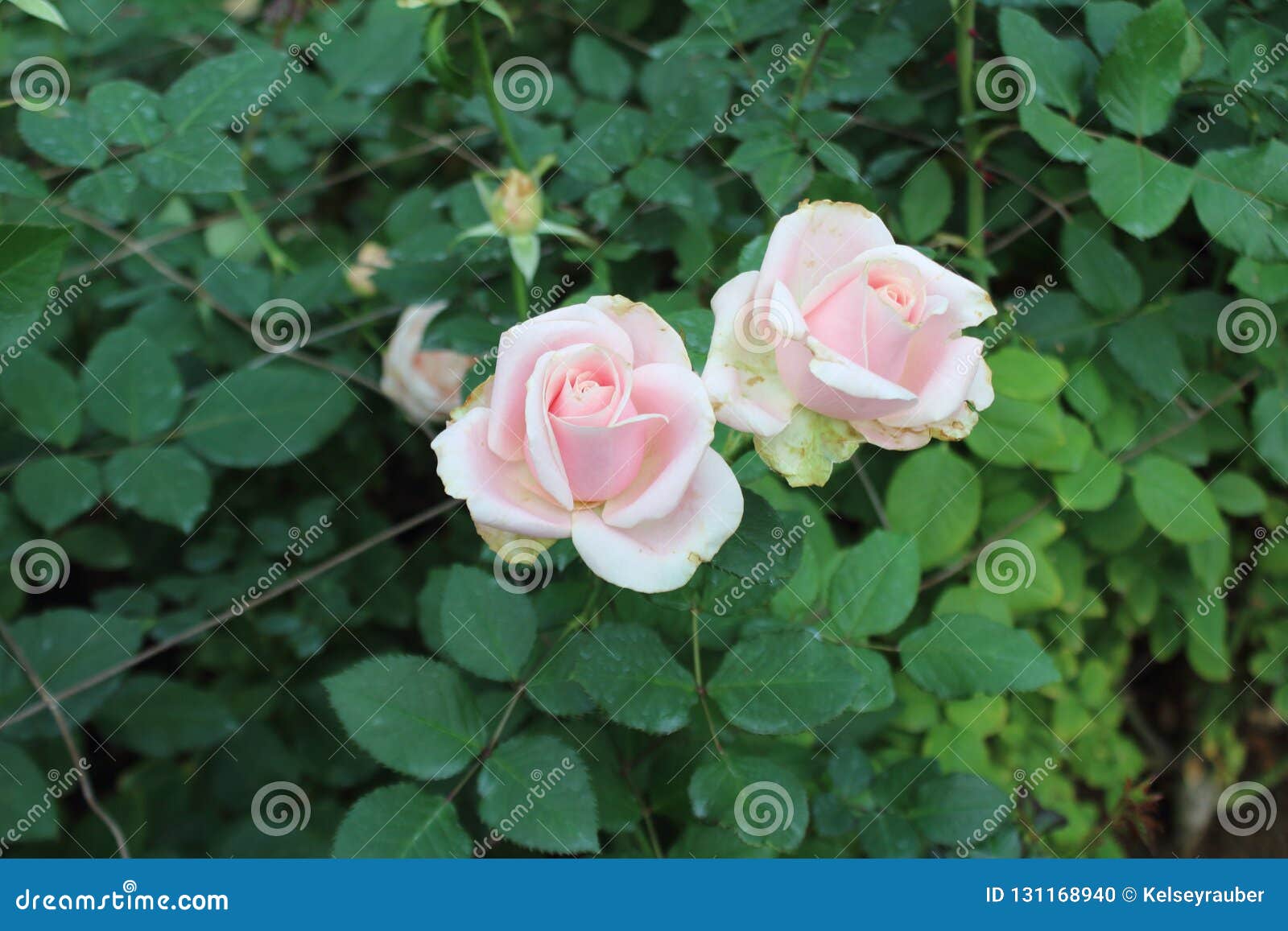 Roses in the wild stock photo. Image of growing, wild 131168940