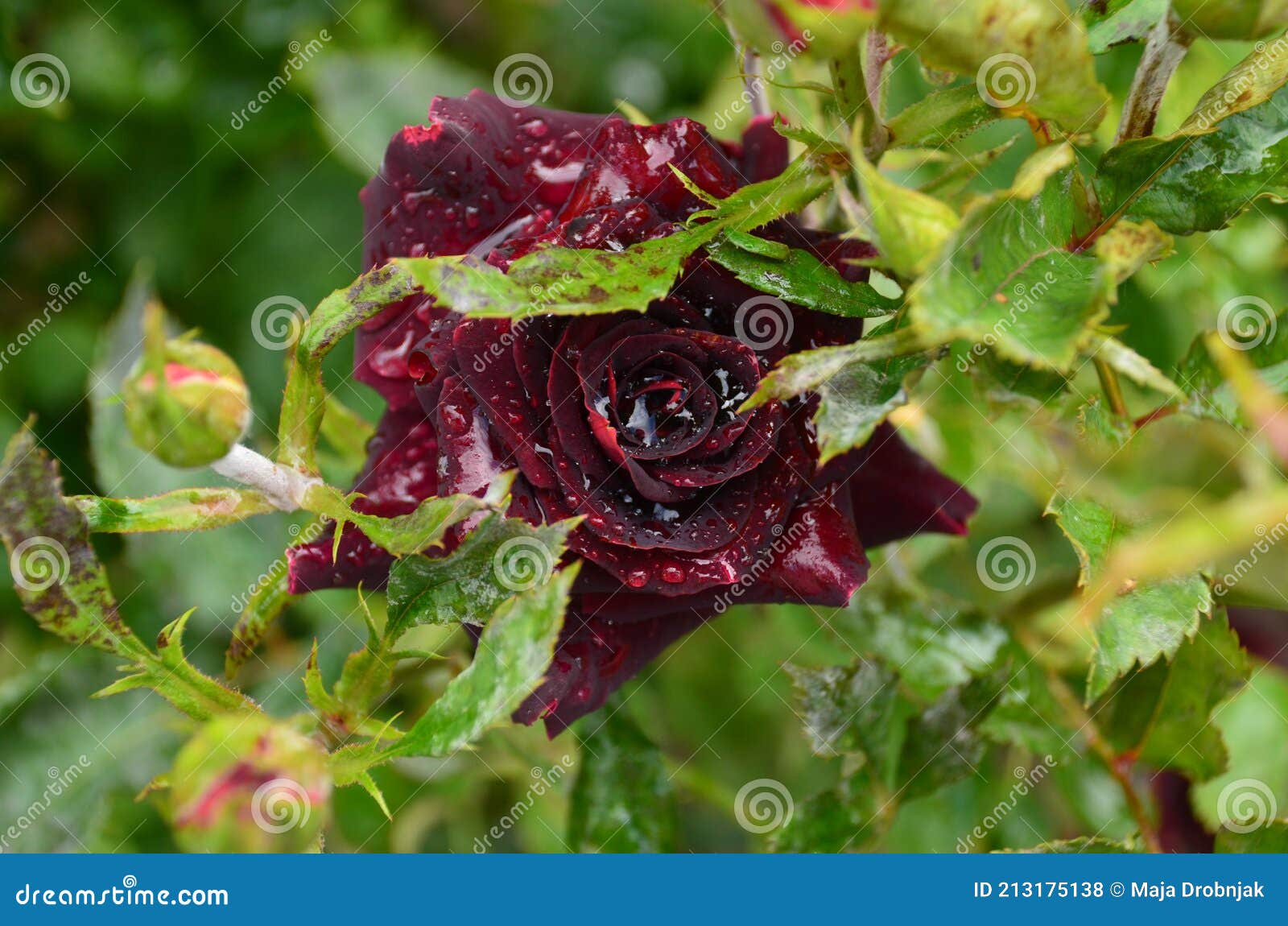 Roses a wine colored. stock photo. Image of rain, nature 213175138