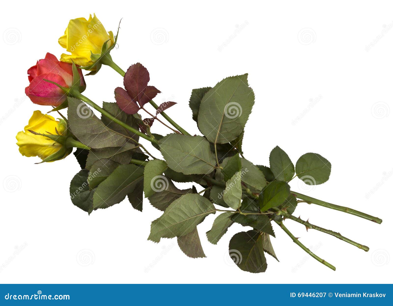 Roses Yellow And Red Isolated Stock Image Image of pattern