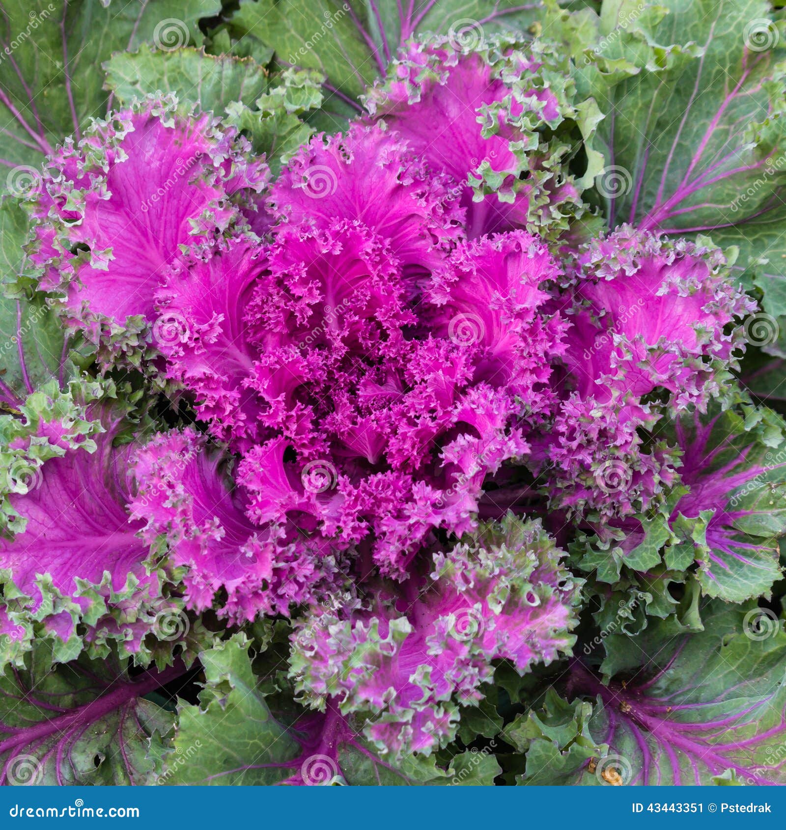 Rosette of purple kale stock image. Image of purple, kale 43443351